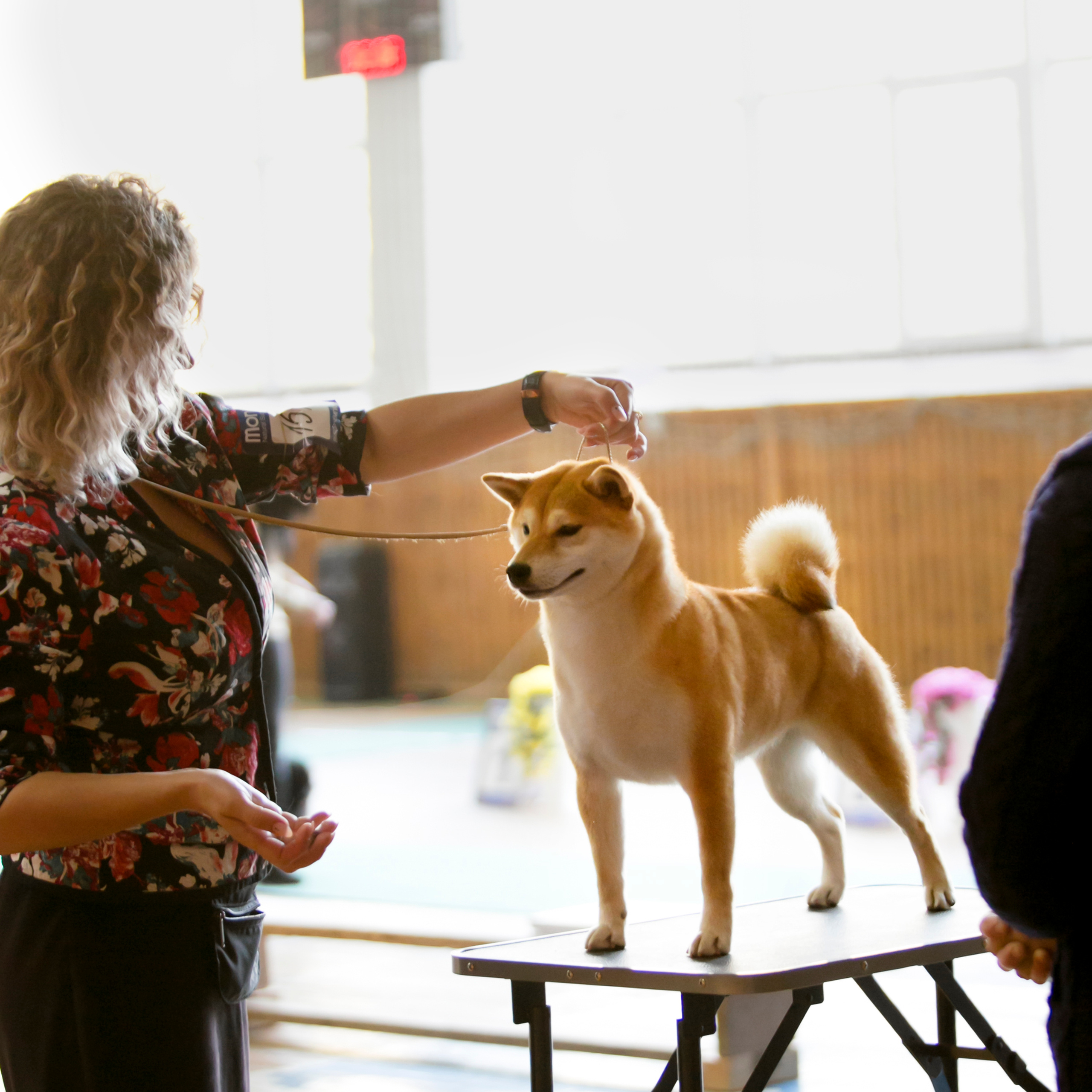 SHIOMARU QUEEN OF DRAGONS. SHIOMARU Питомник сиба и акита-ину