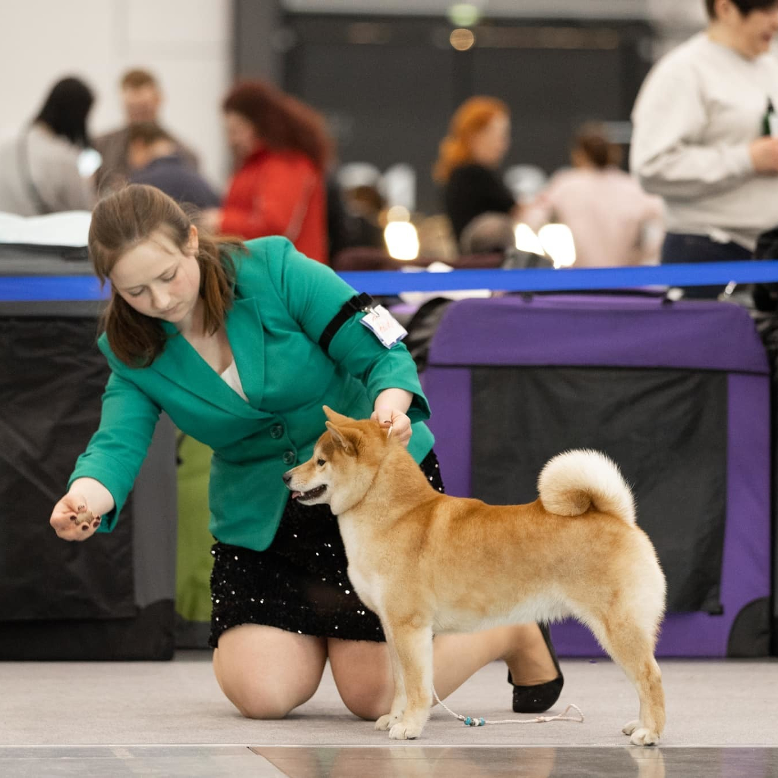 HANDZIMEMESITE RUN. SHIOMARU Питомник сиба и акита-ину