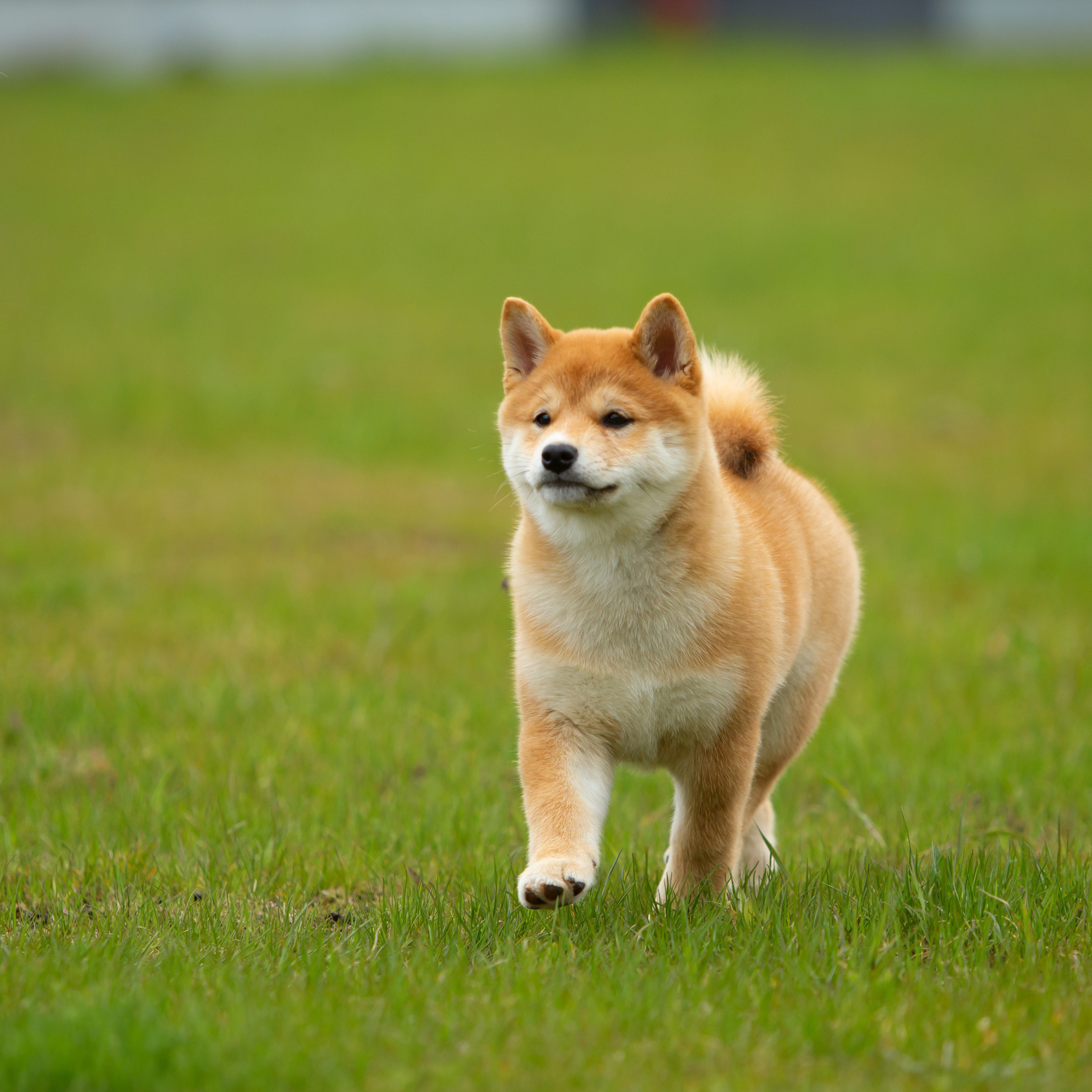 ПОМЕТ W-2022. SHIOMARU Питомник сиба и акита-ину