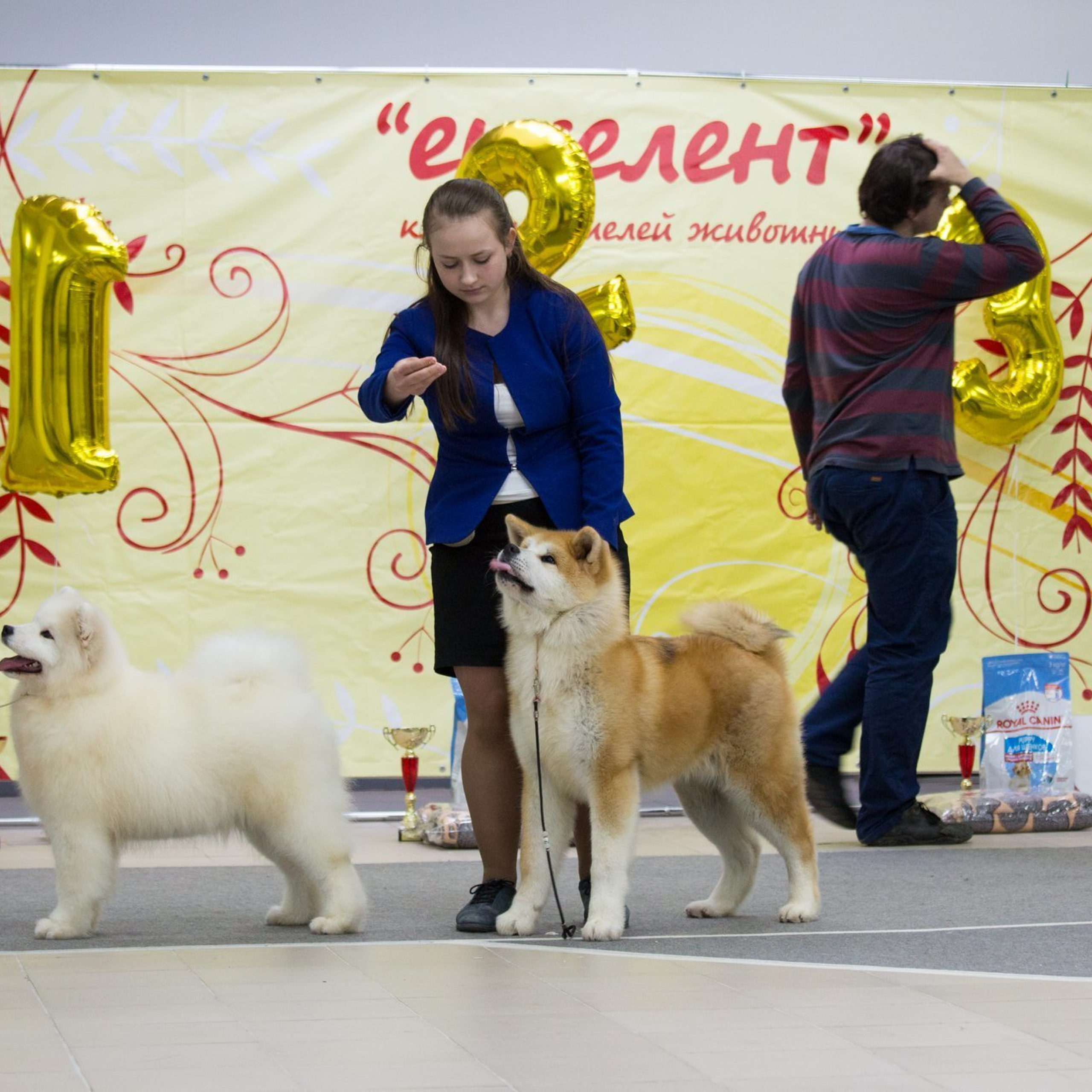 2019. SHIOMARU Shiba and Akita Inu Kennel