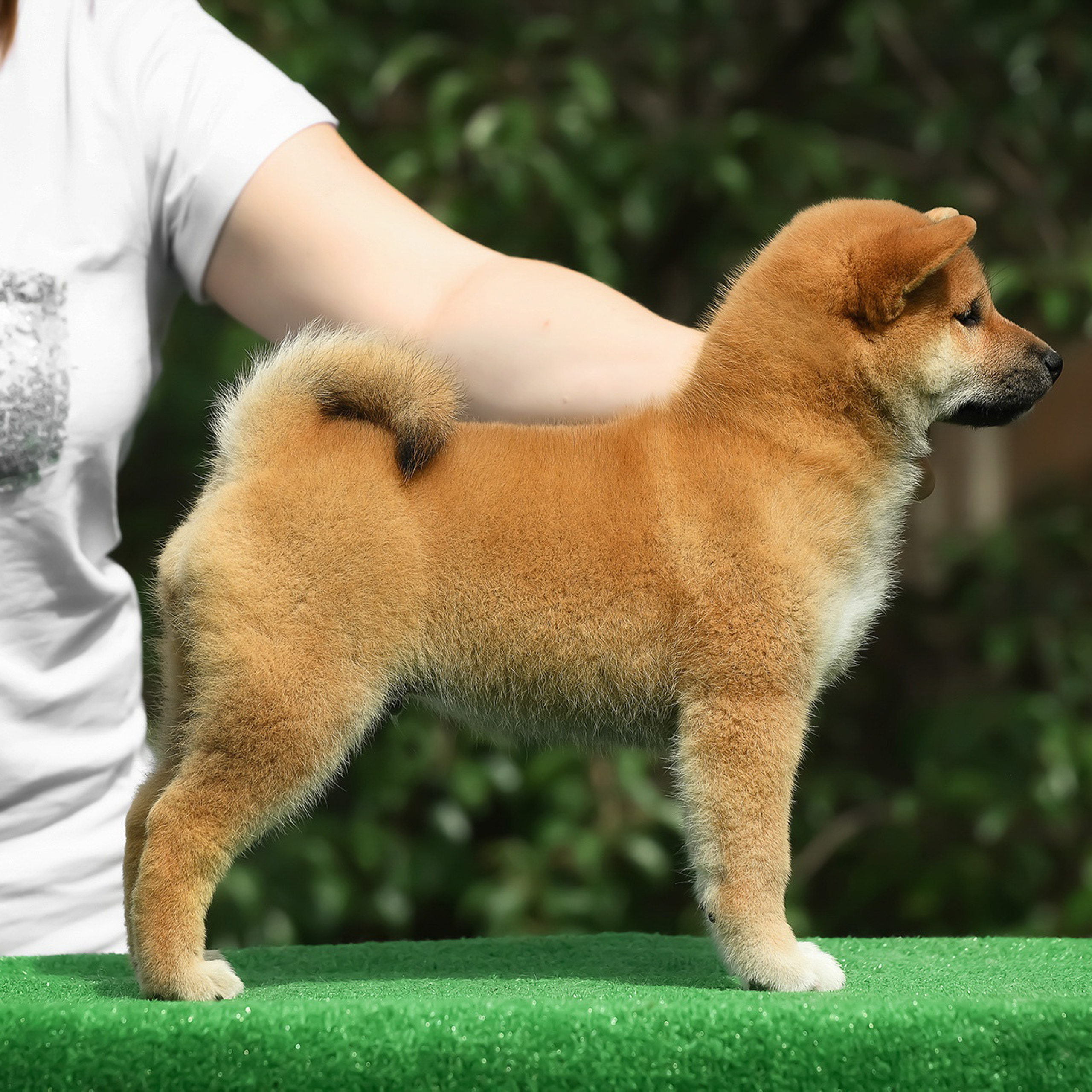 ПОМЕТ A-2022. SHIOMARU Shiba and Akita Inu Kennel