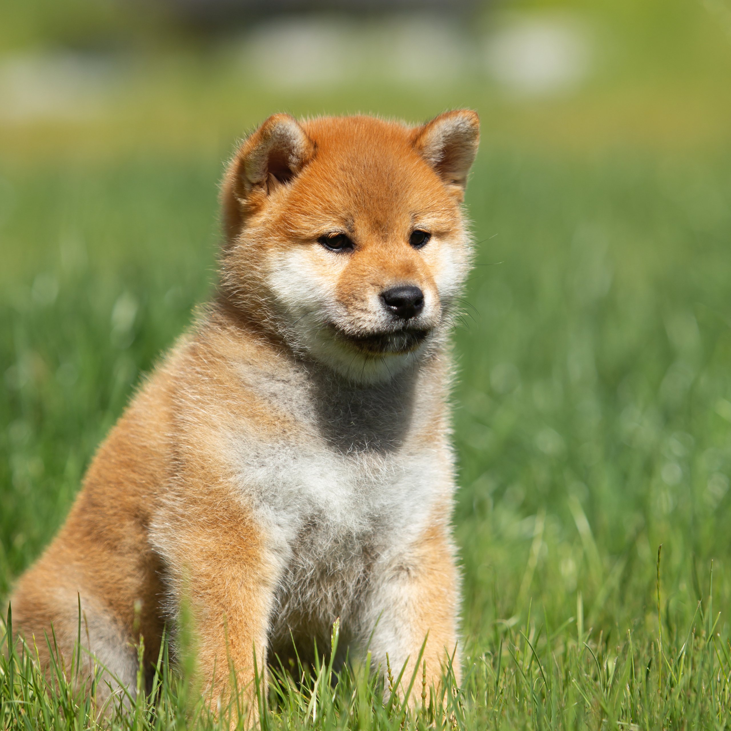 ПОМЕТ B-2022. SHIOMARU Питомник сиба и акита-ину