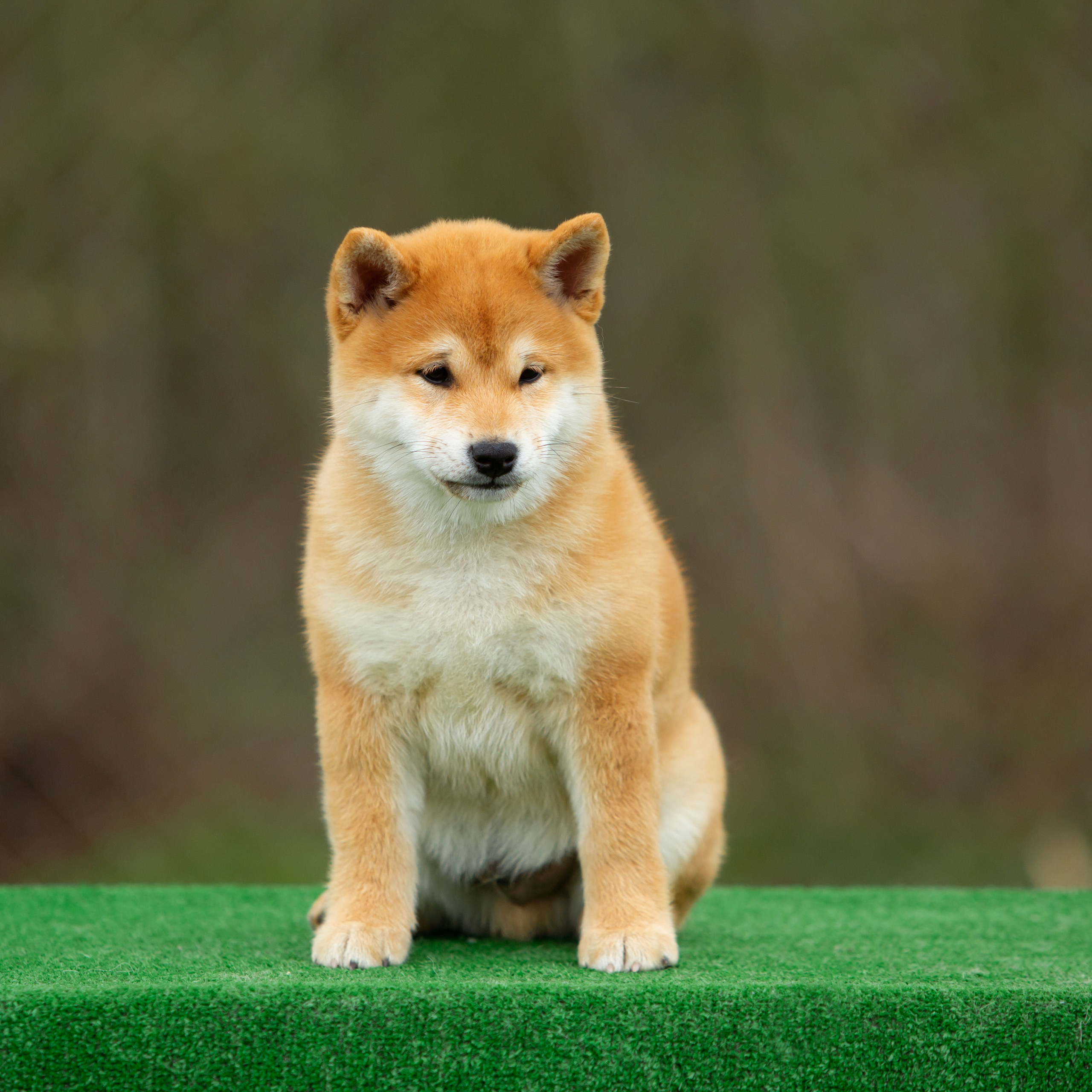 ПОМЕТ W-2022. SHIOMARU Питомник сиба и акита-ину