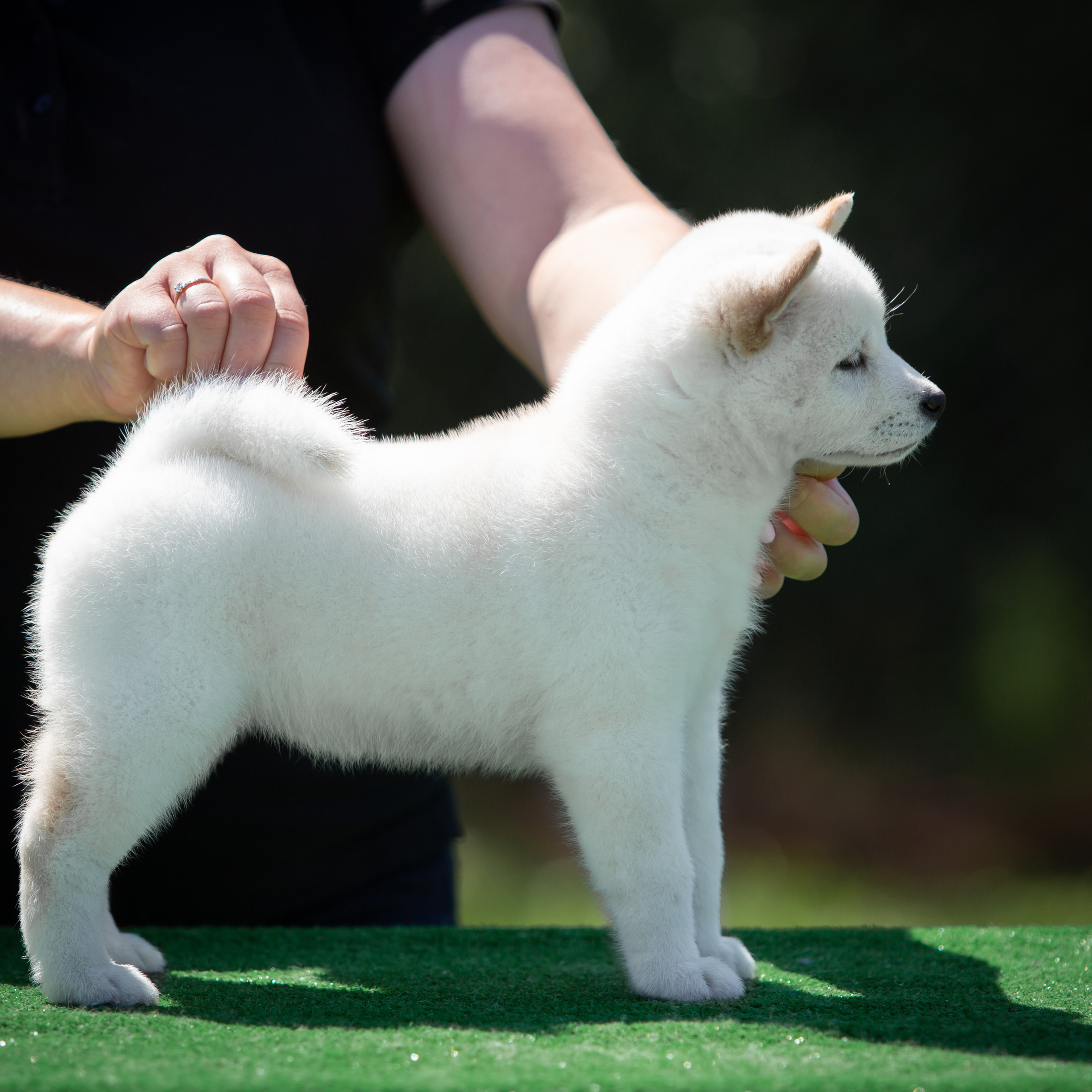 ПОМЕТ B-2022. SHIOMARU Питомник сиба и акита-ину