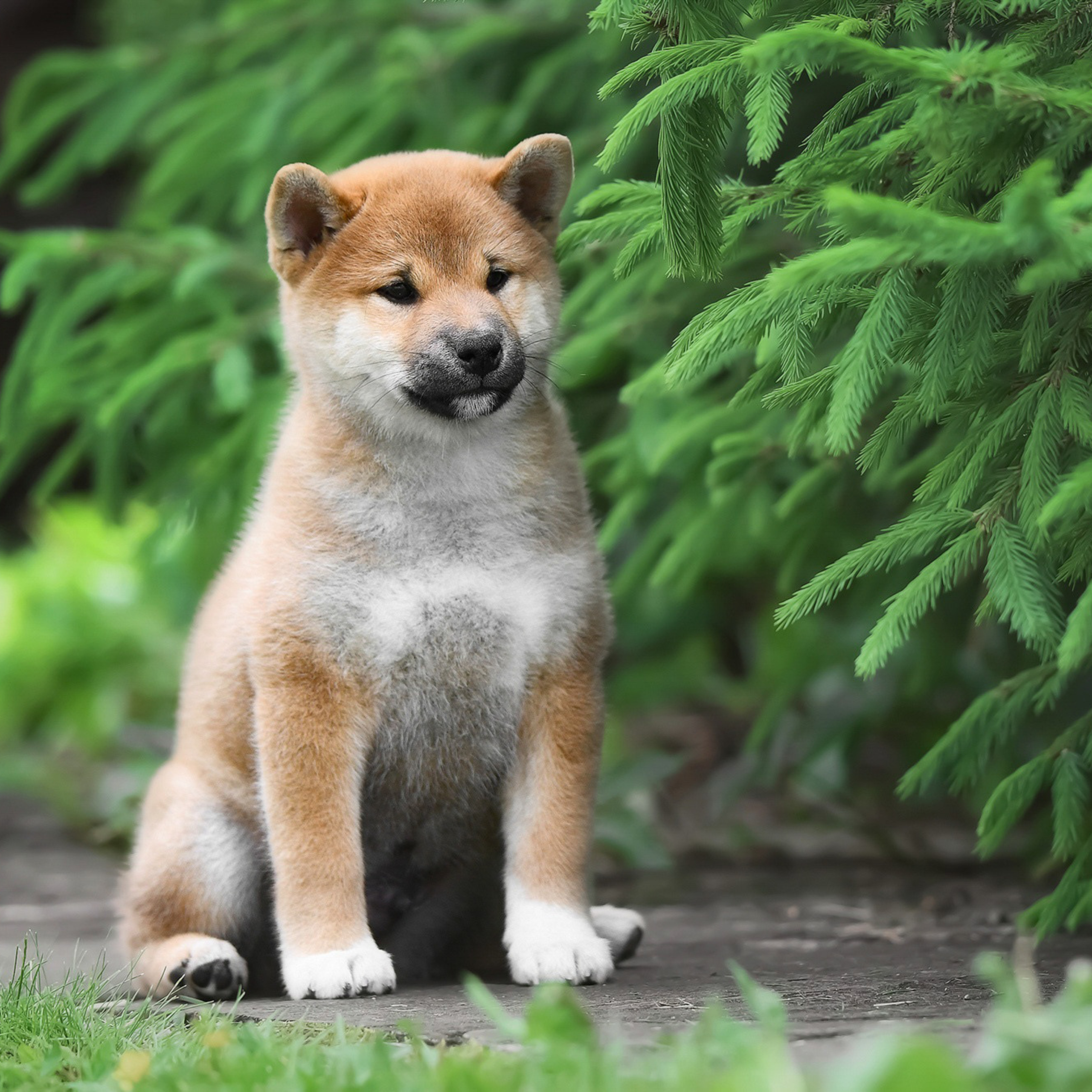 ПОМЕТ A-2022. SHIOMARU Shiba and Akita Inu Kennel