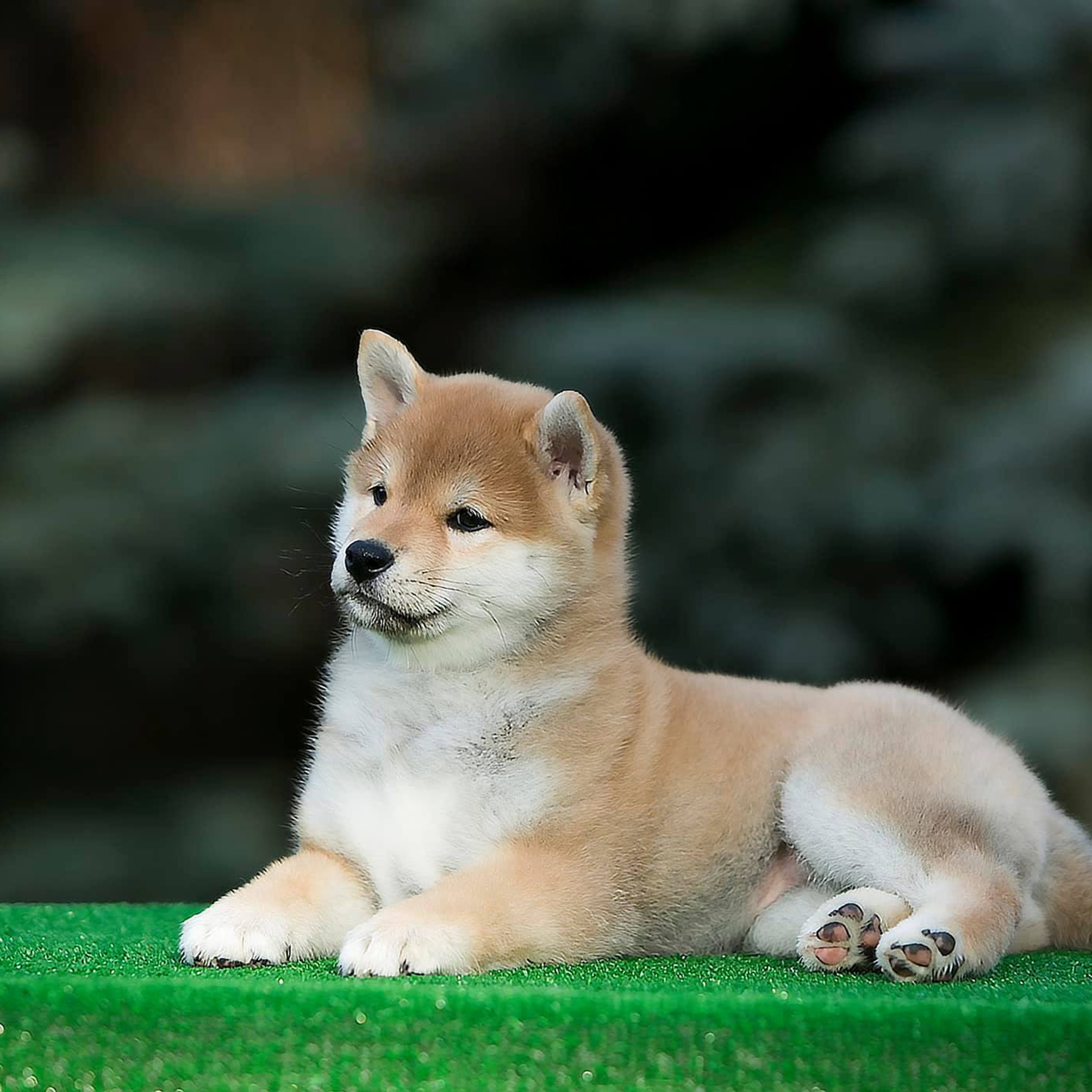 LITTER A. SHIOMARU Shiba and Akita Inu Kennel