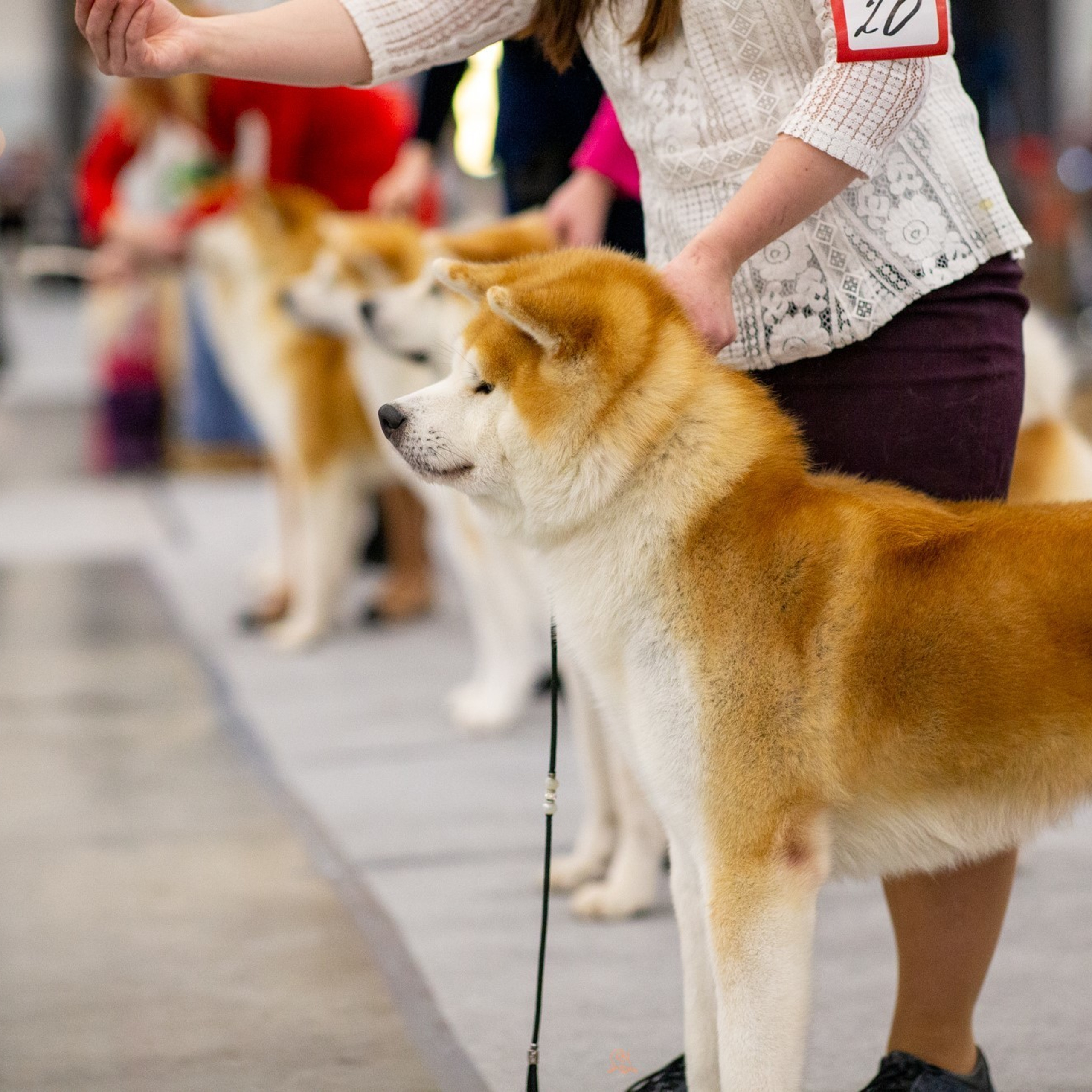 2019. SHIOMARU Shiba and Akita Inu Kennel