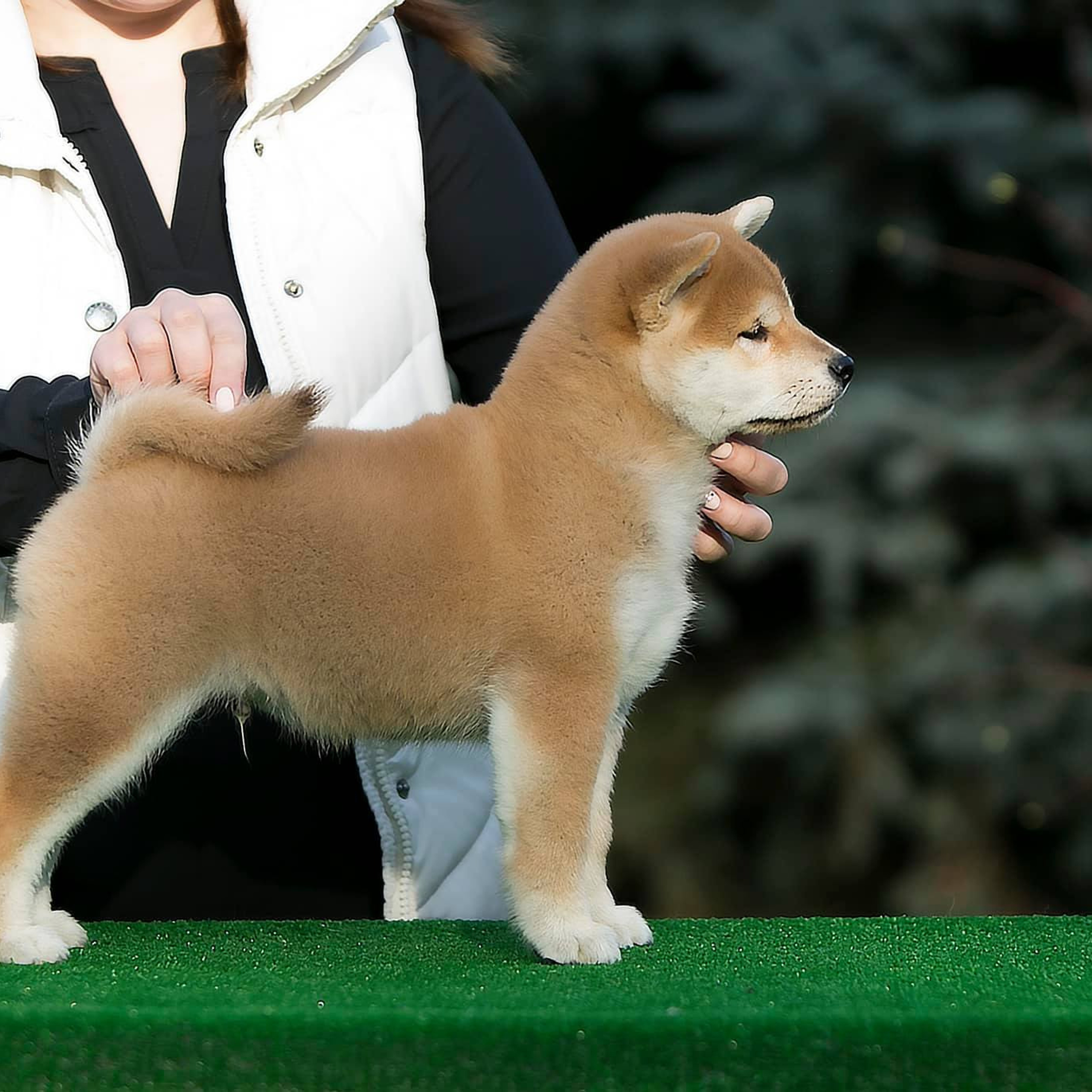 LITTER A. SHIOMARU Shiba and Akita Inu Kennel