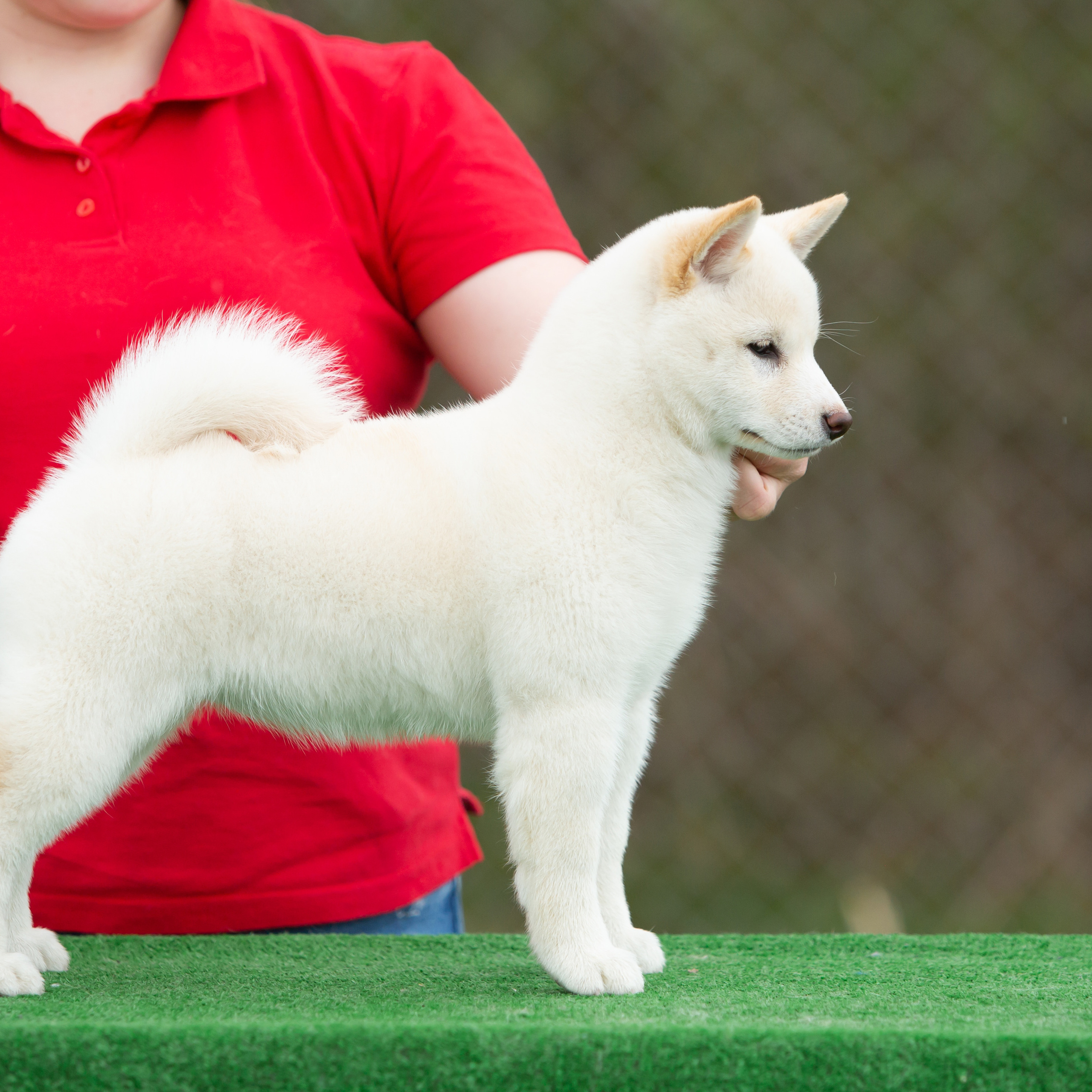 ПОМЕТ W-2022. SHIOMARU Питомник сиба и акита-ину