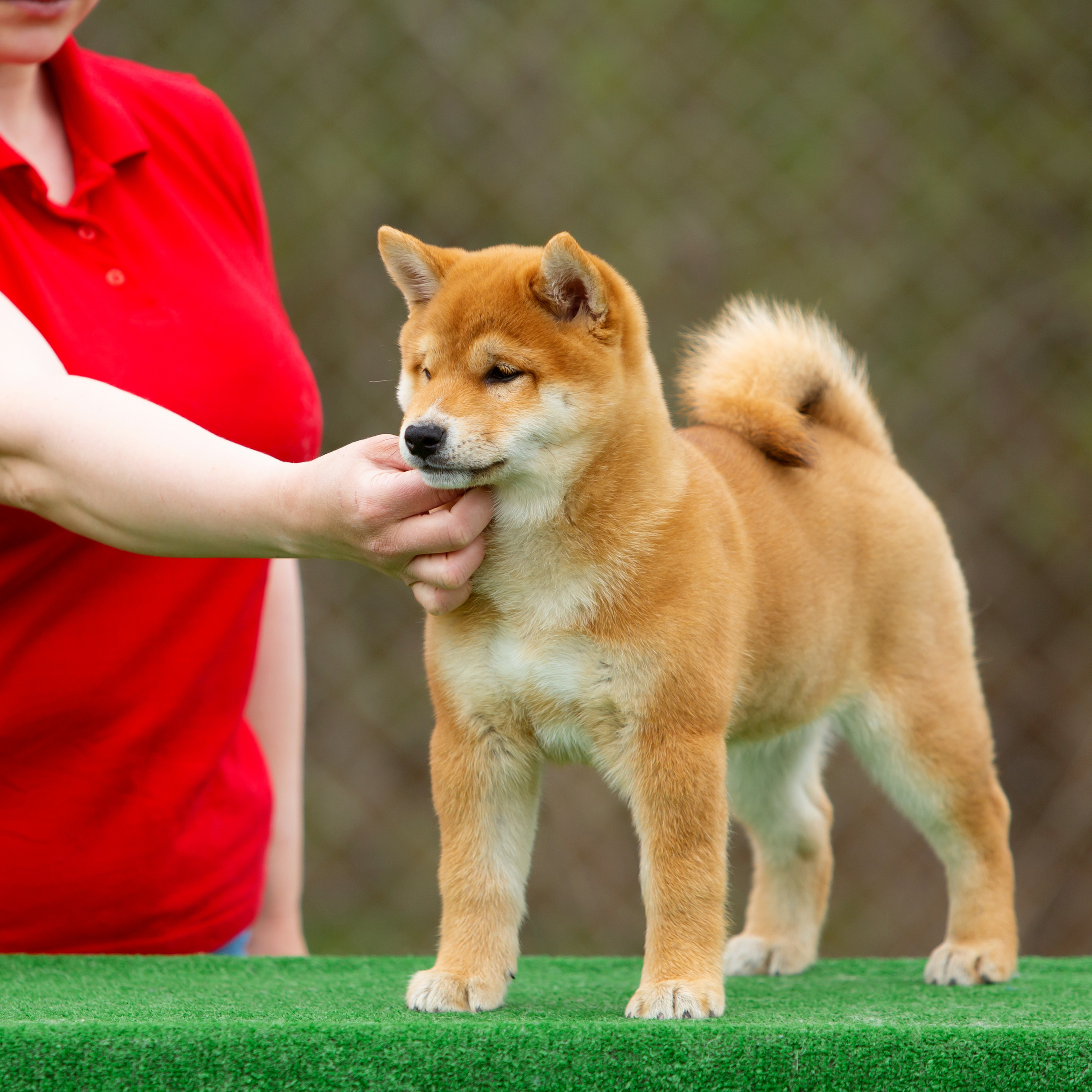 ПОМЕТ W-2022. SHIOMARU Питомник сиба и акита-ину