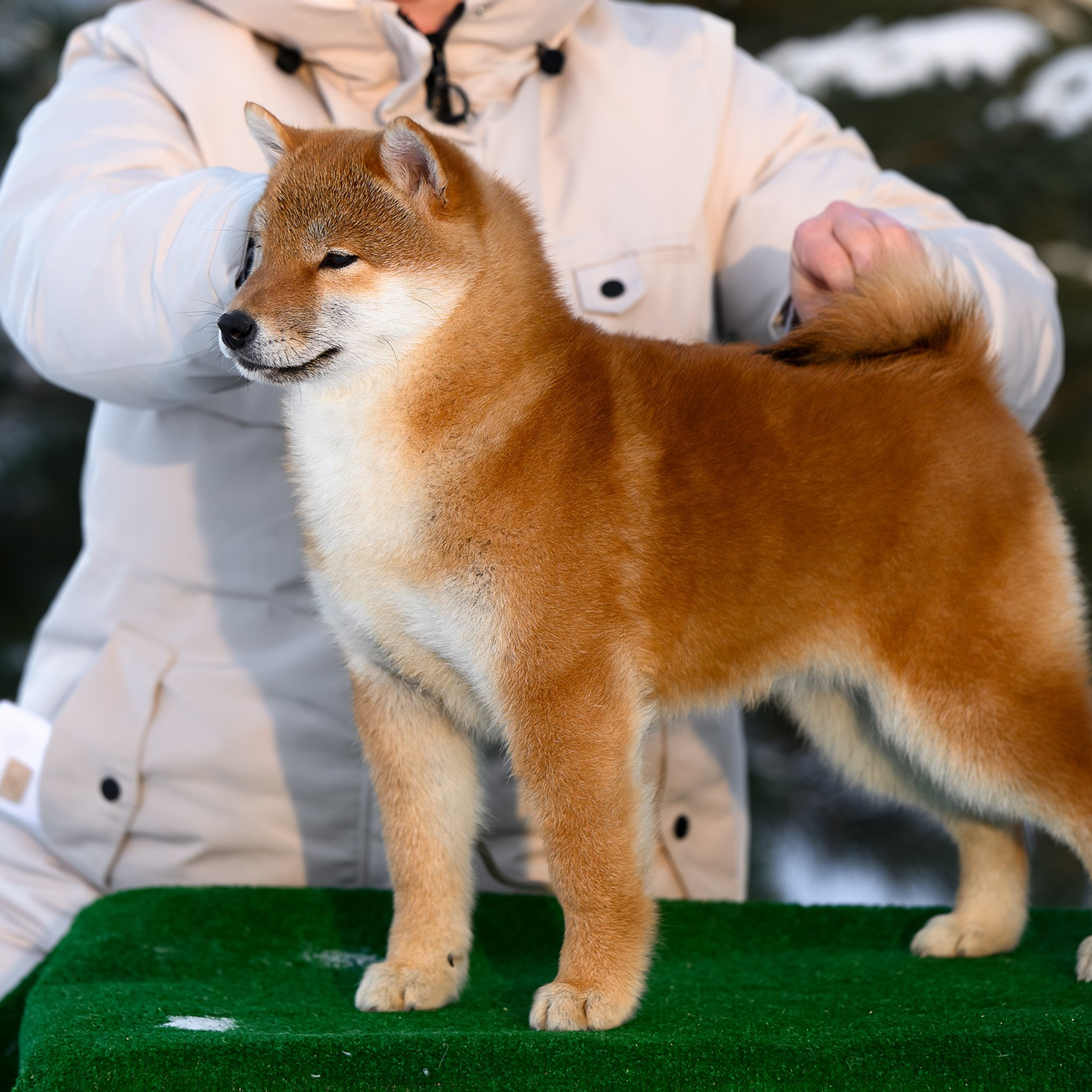 SHIBA. SHIOMARU Shiba and Akita Inu Kennel