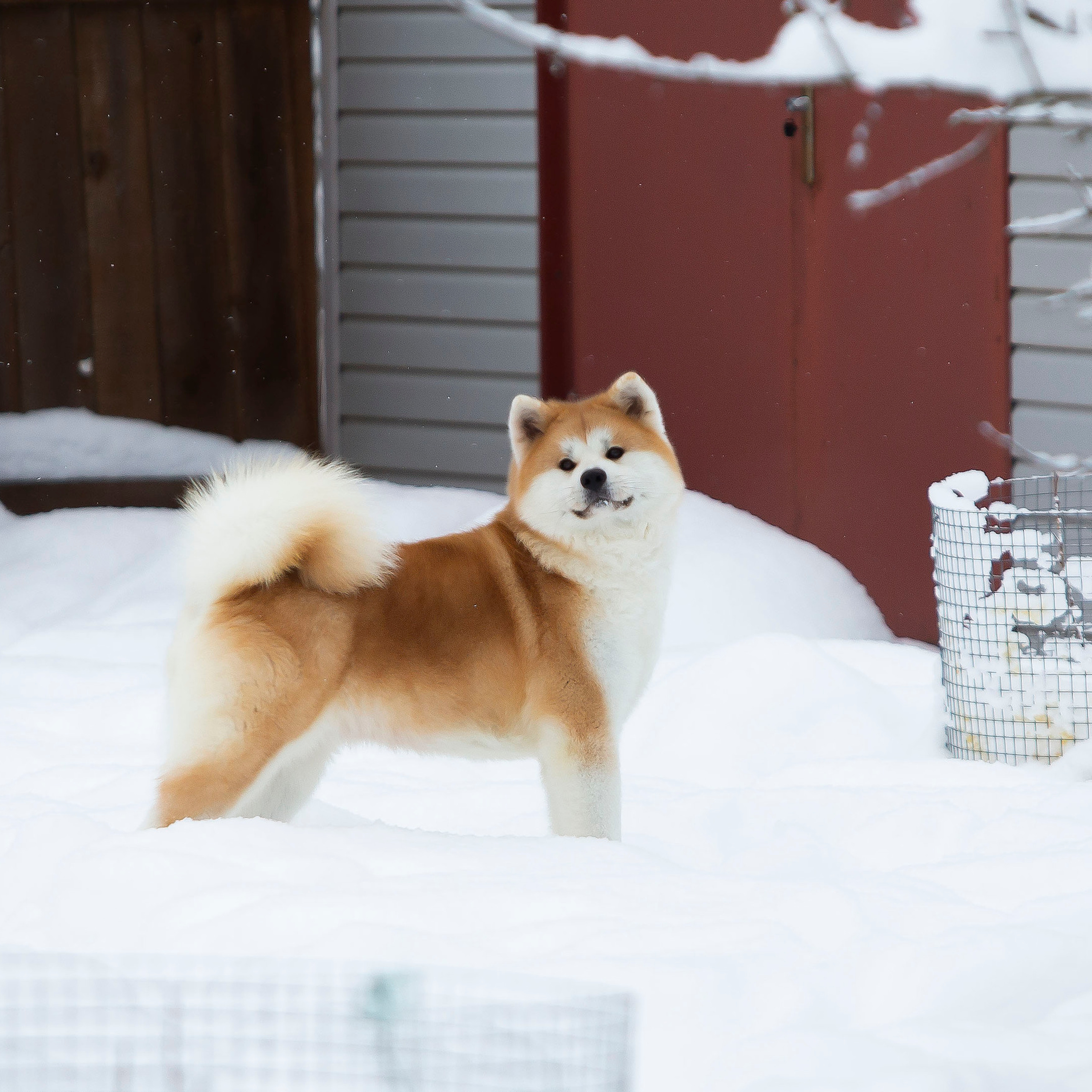 SAEMI GO TOKIMITSU. SHIOMARU Питомник сиба и акита-ину
