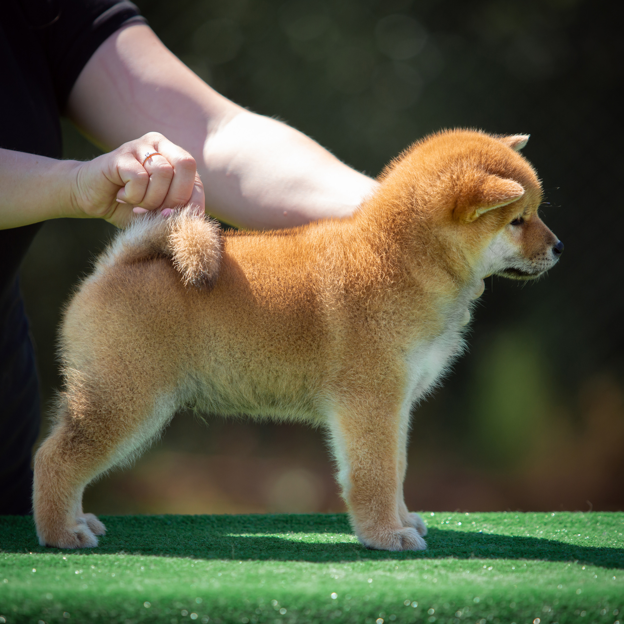 ПОМЕТ B-2022. SHIOMARU Питомник сиба и акита-ину