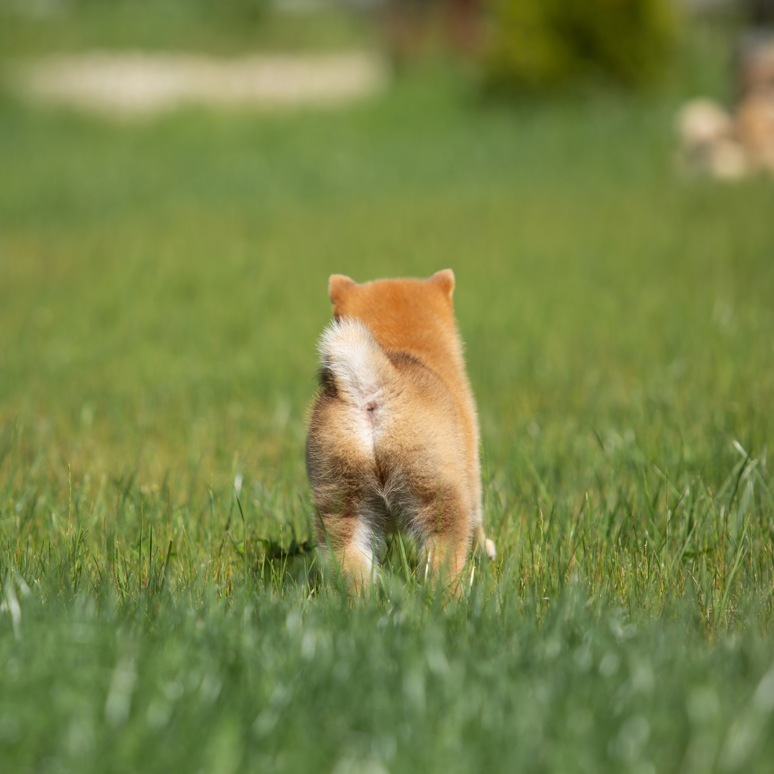 ПОМЕТ B-2022. SHIOMARU Питомник сиба и акита-ину