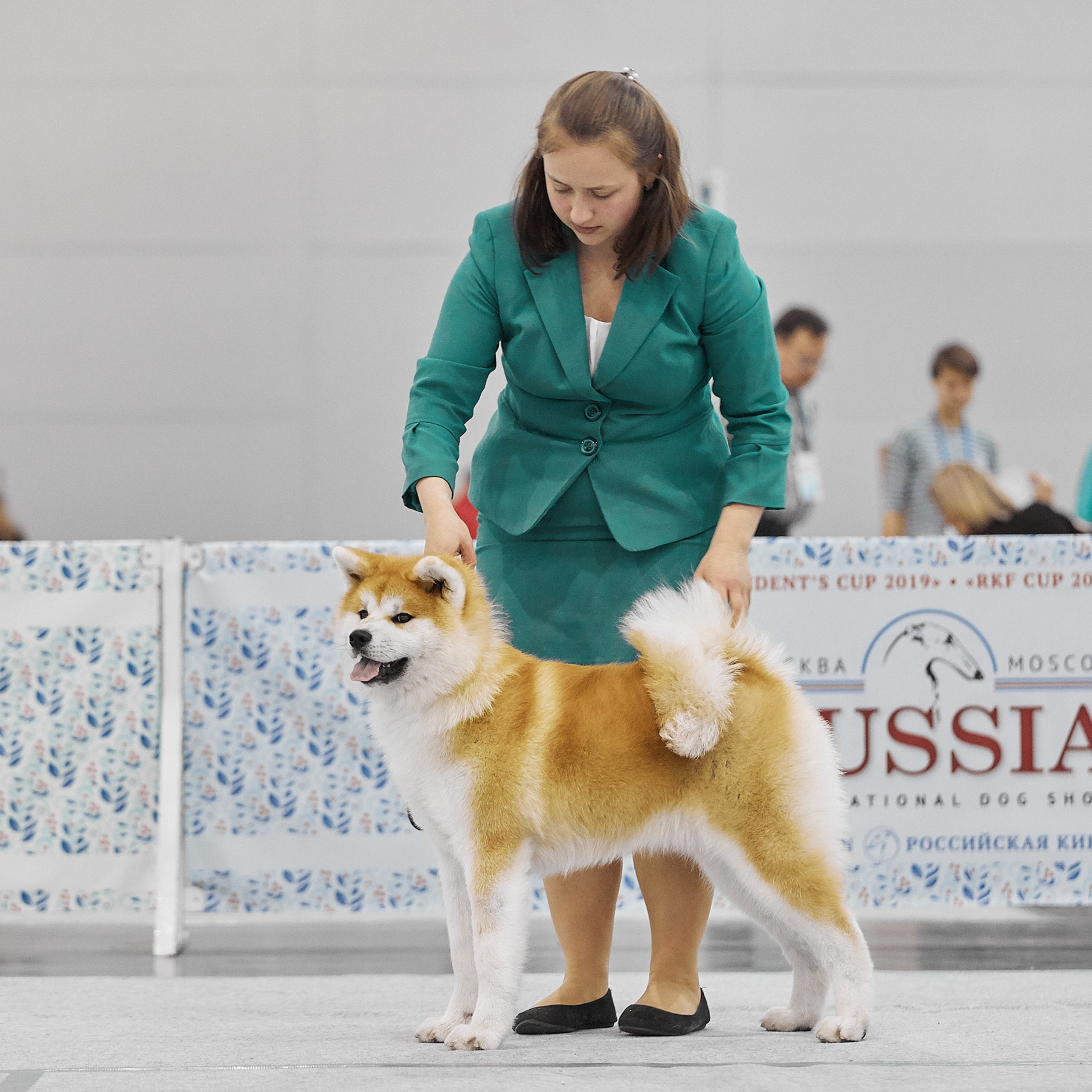 SAEMI GO TOKIMITSU. SHIOMARU Питомник сиба и акита-ину