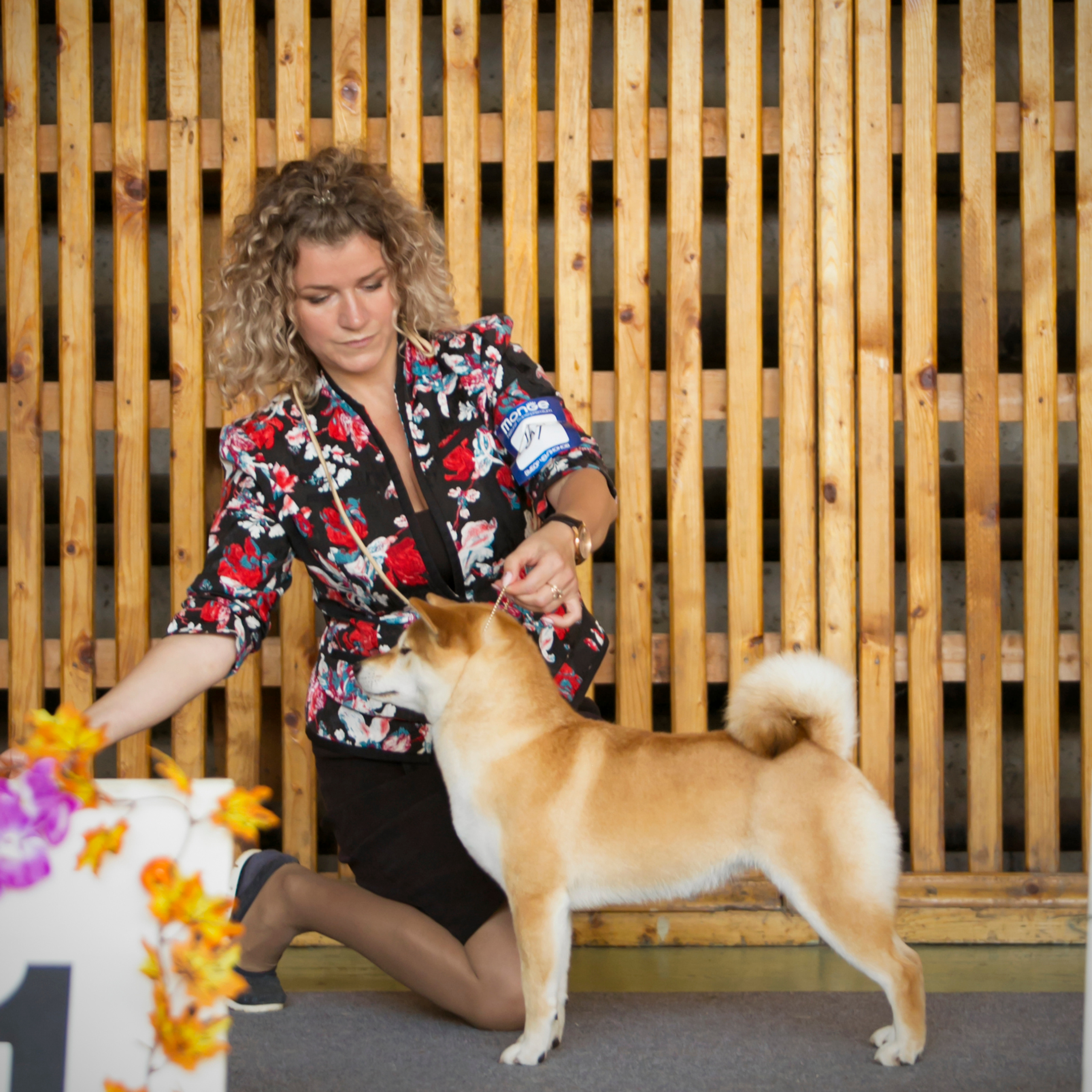 SHIOMARU QUEEN OF DRAGONS. SHIOMARU Питомник сиба и акита-ину