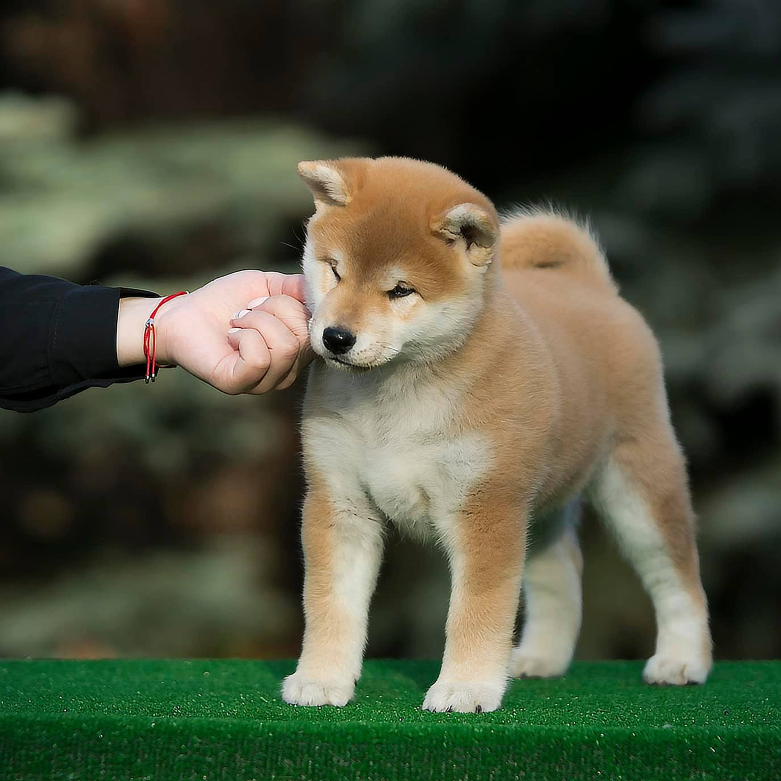 LITTER A. SHIOMARU Shiba and Akita Inu Kennel