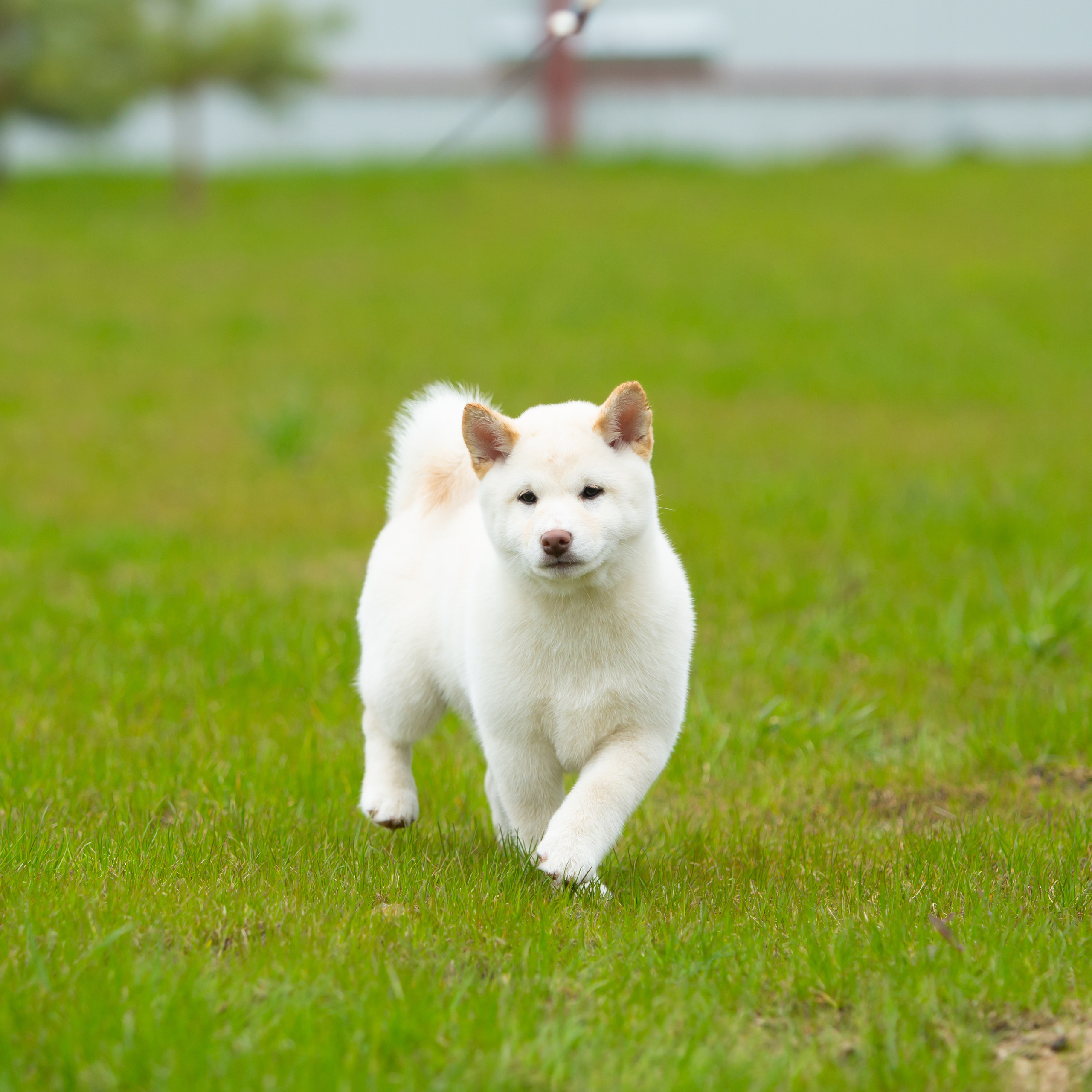 ПОМЕТ W-2022. SHIOMARU Питомник сиба и акита-ину