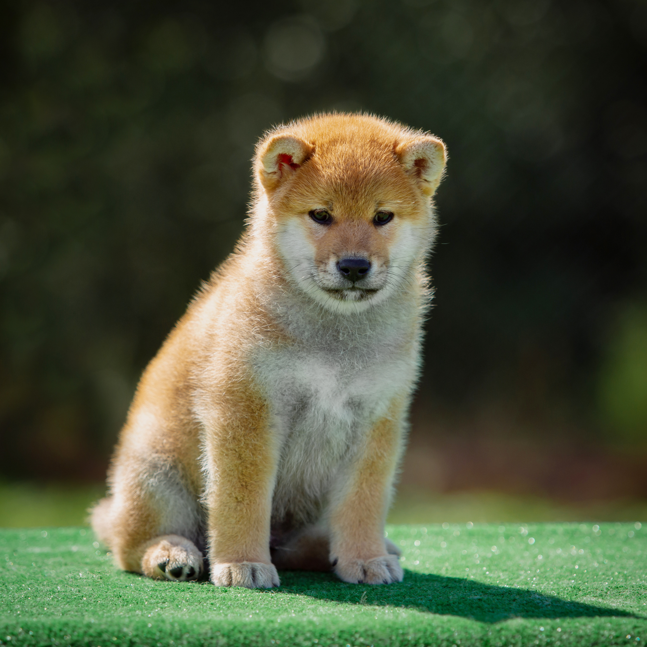 ПОМЕТ B-2022. SHIOMARU Питомник сиба и акита-ину