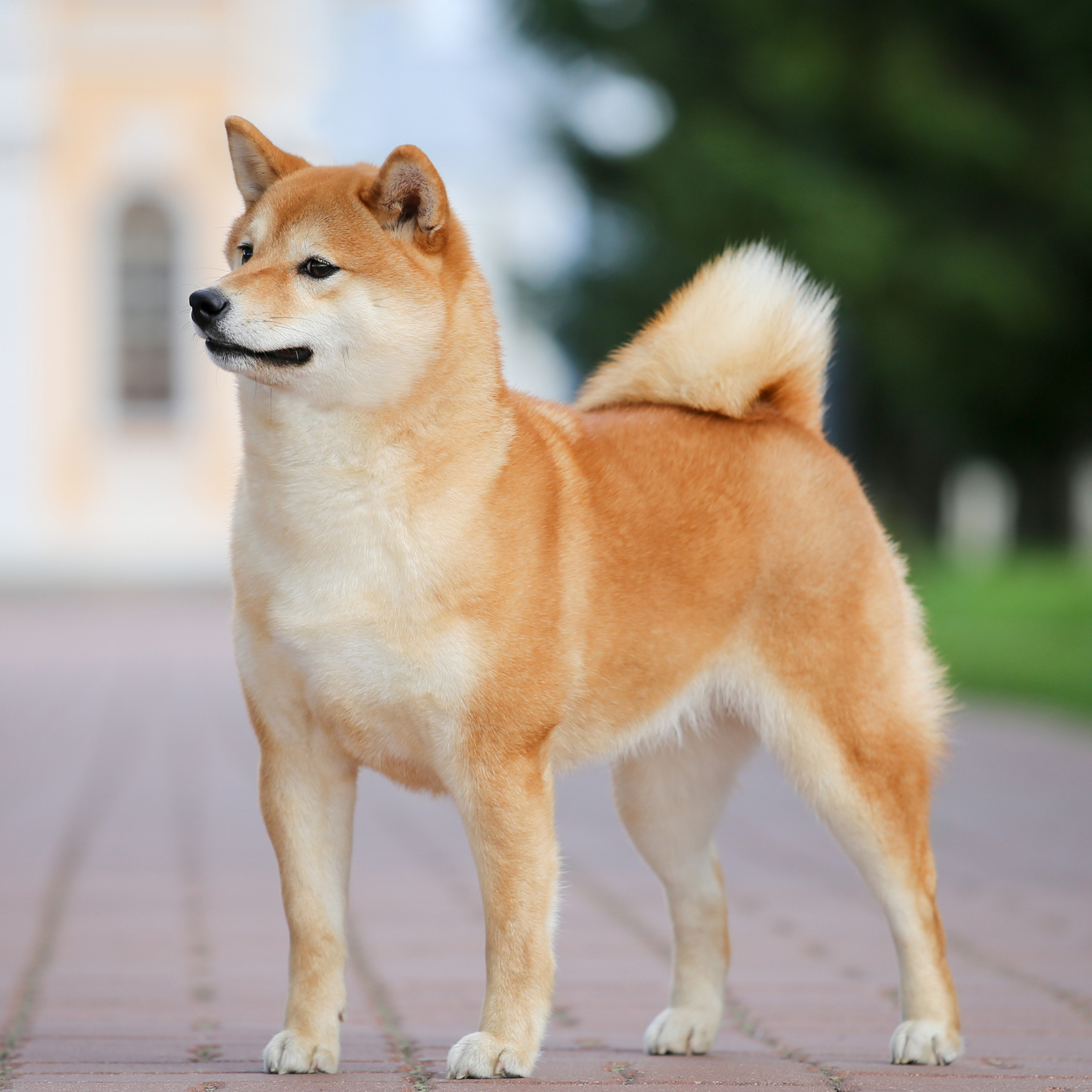 HANDZIMEMESITE RUN. SHIOMARU Питомник сиба и акита-ину