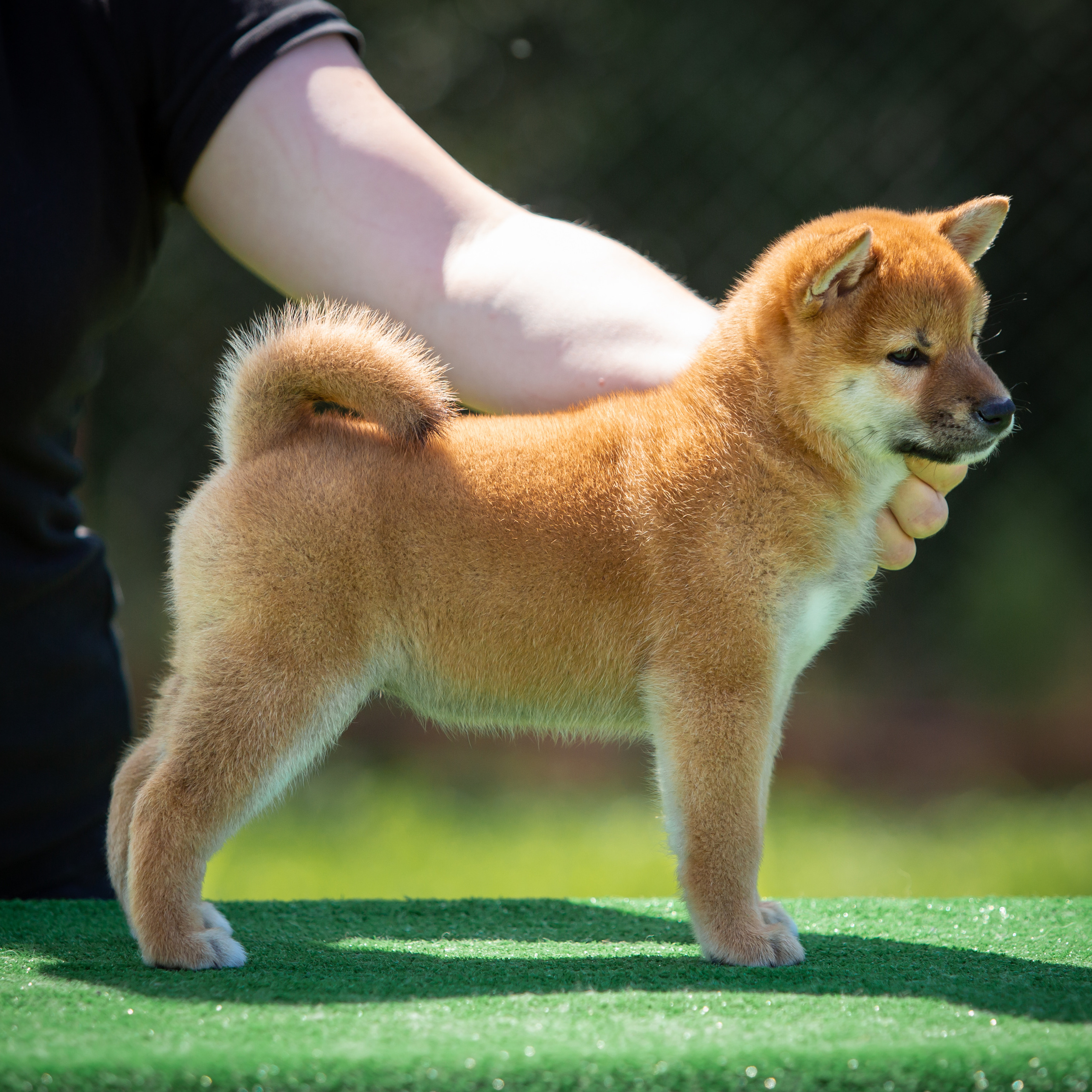 ПОМЕТ B-2022. SHIOMARU Питомник сиба и акита-ину