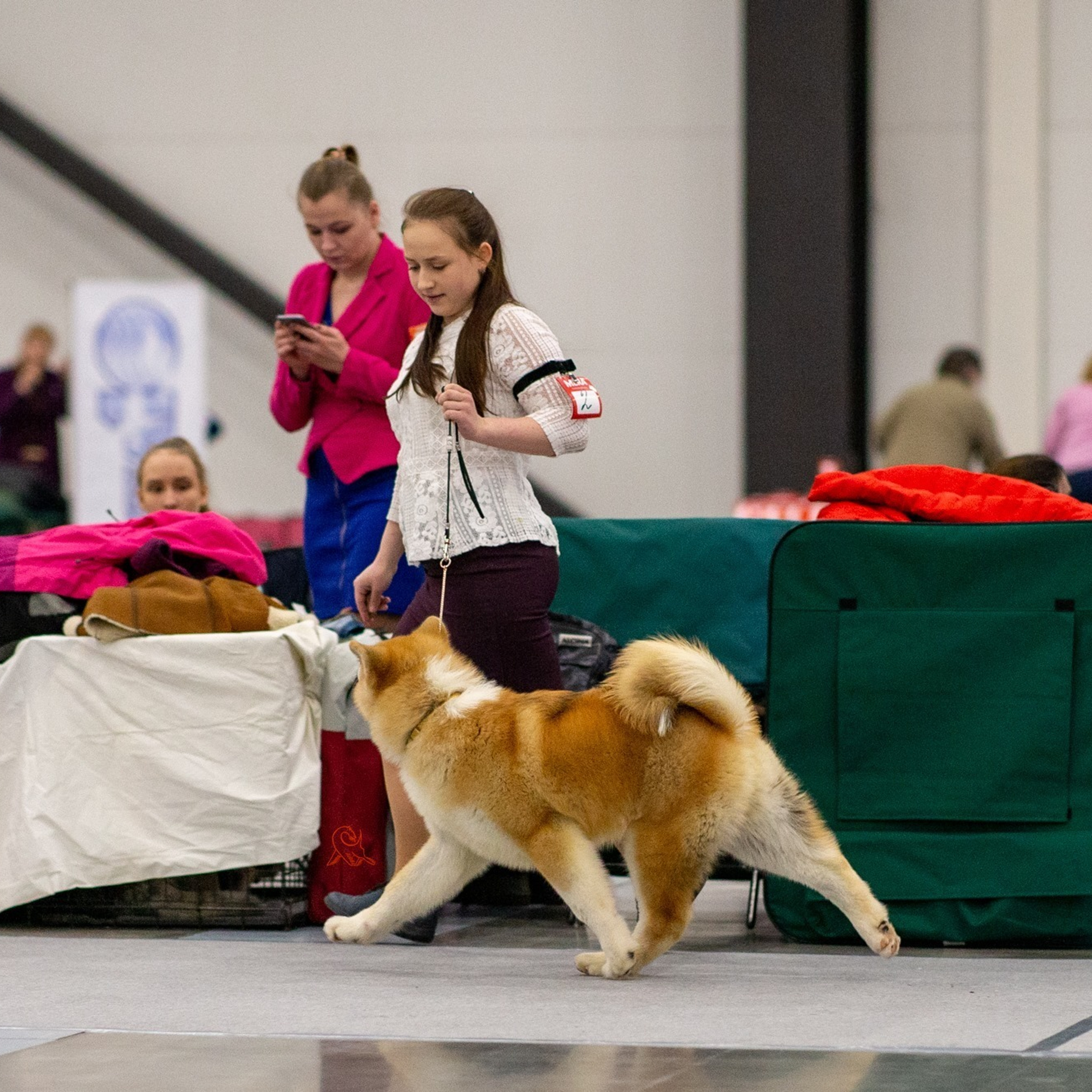 2019. SHIOMARU Shiba and Akita Inu Kennel