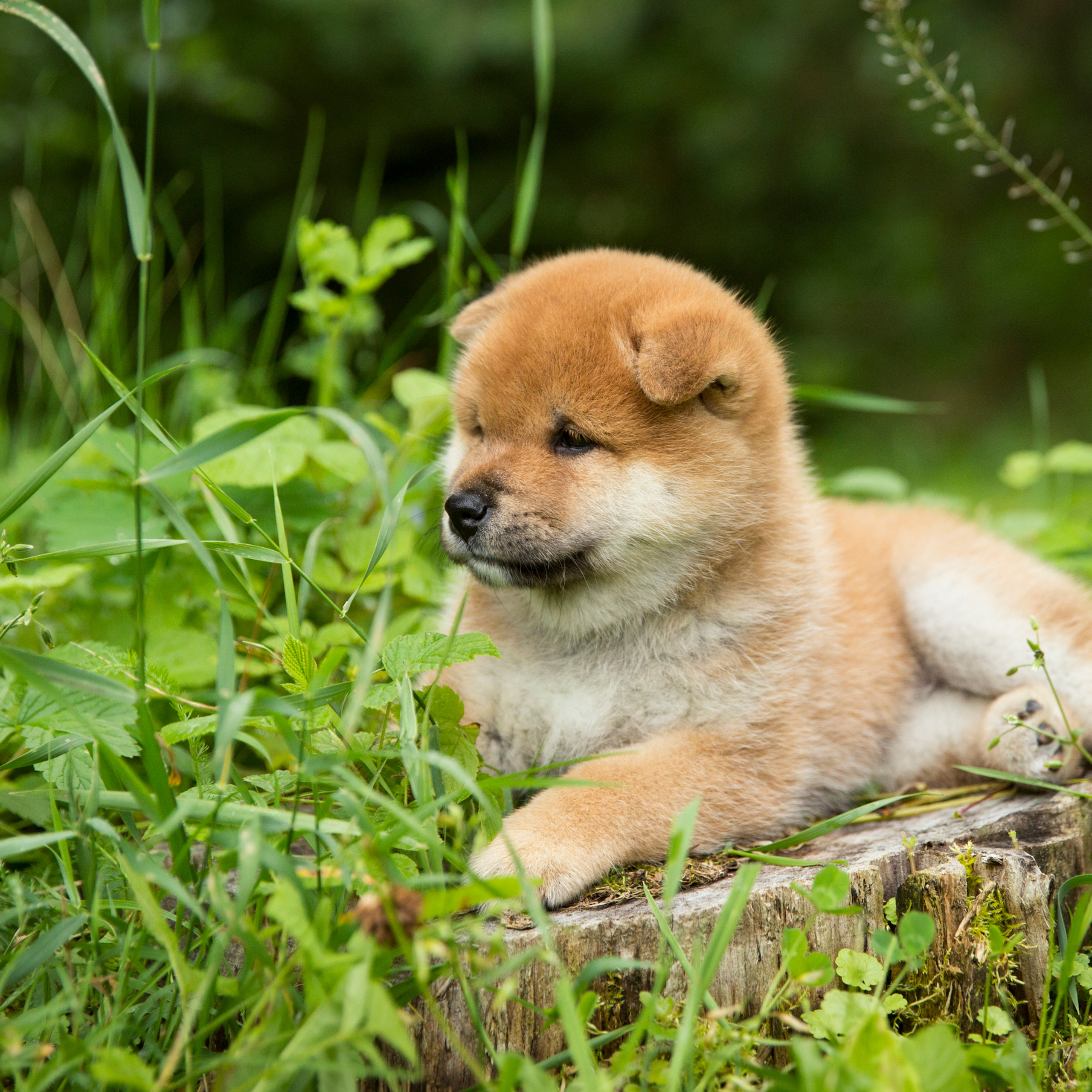 LITTER P. SHIOMARU Shiba and Akita Inu Kennel