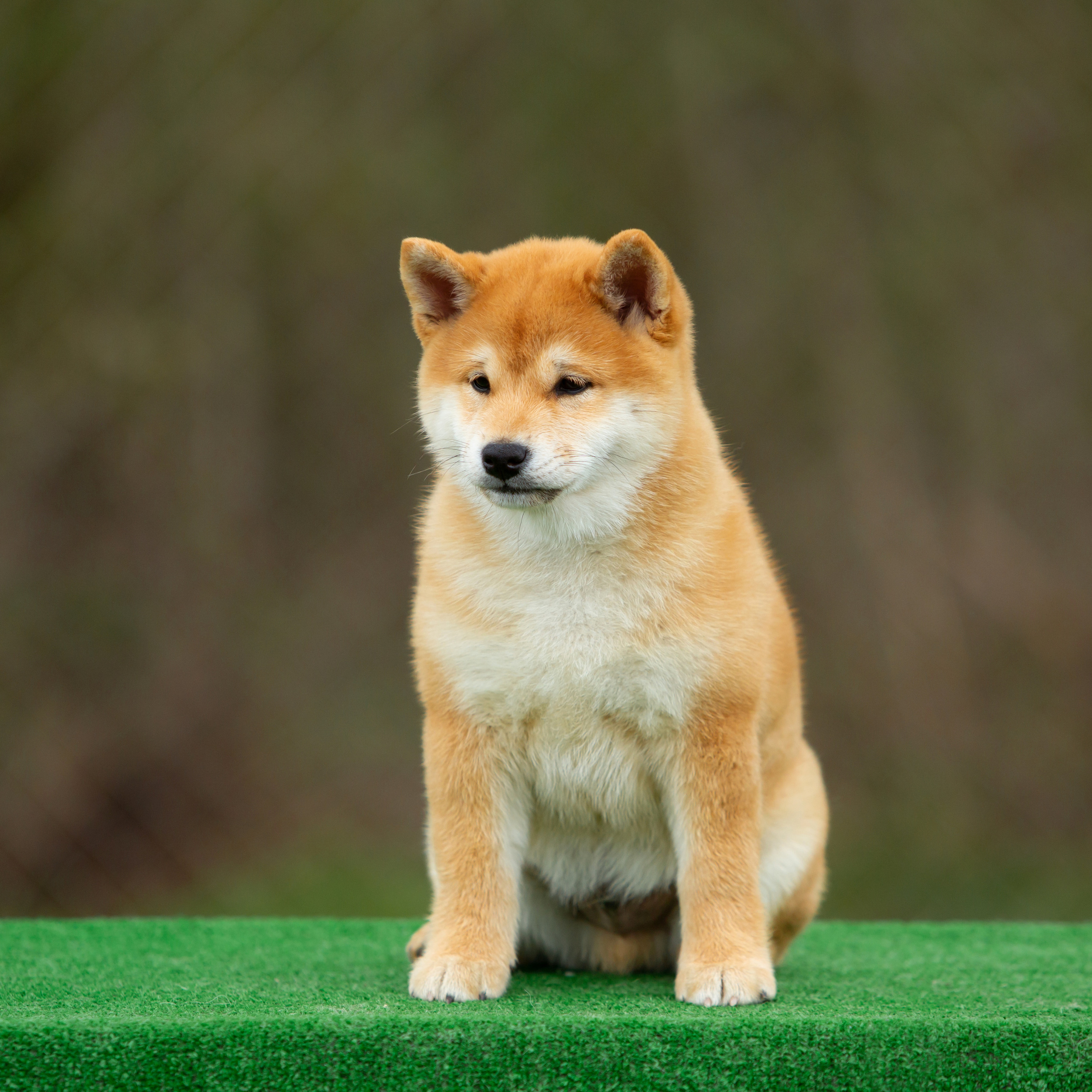 ПОМЕТ W-2022. SHIOMARU Питомник сиба и акита-ину