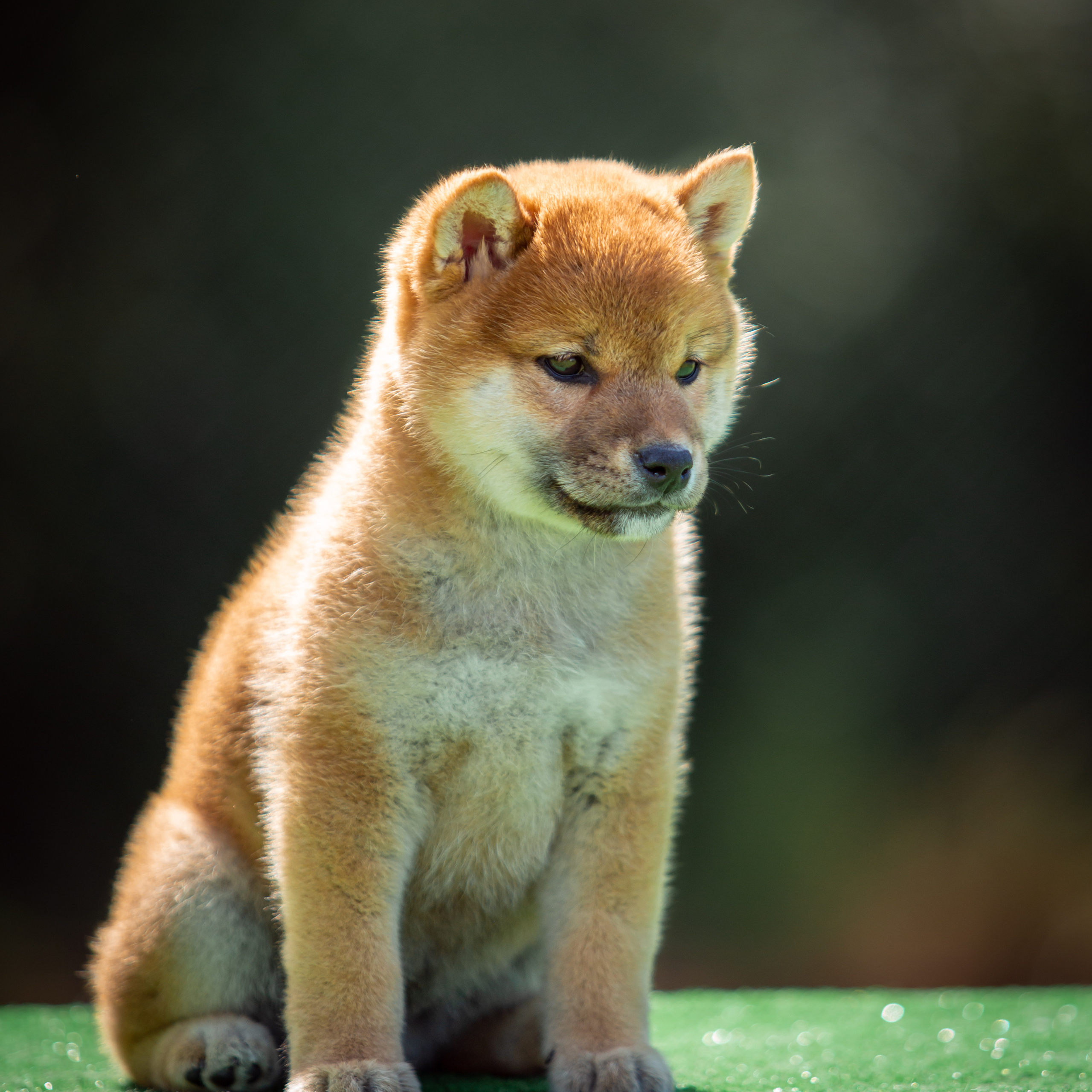 ПОМЕТ B-2022. SHIOMARU Питомник сиба и акита-ину