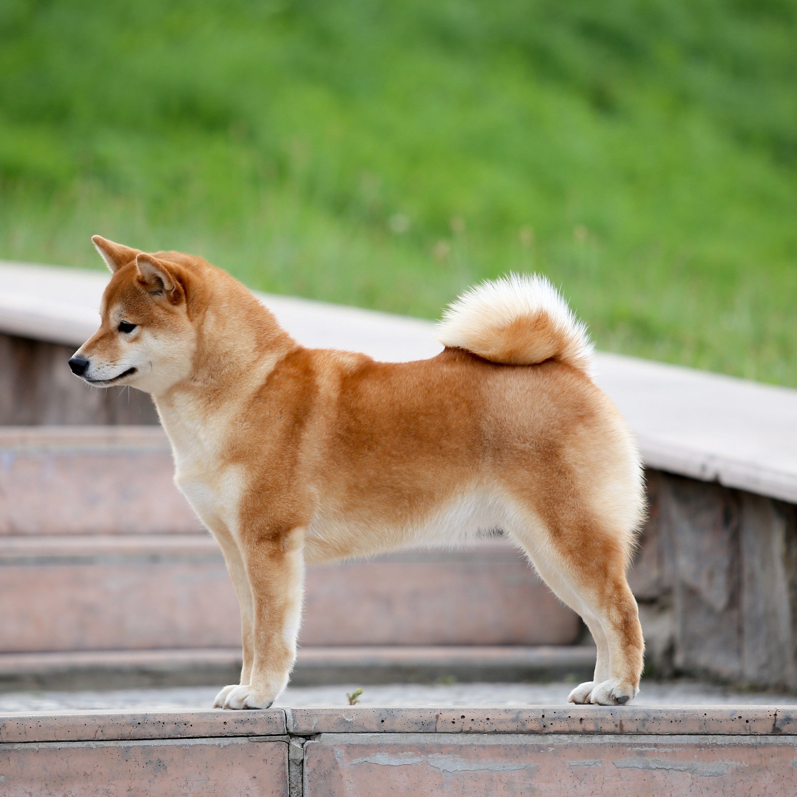 HANDZIMEMESITE RUN. SHIOMARU Питомник сиба и акита-ину