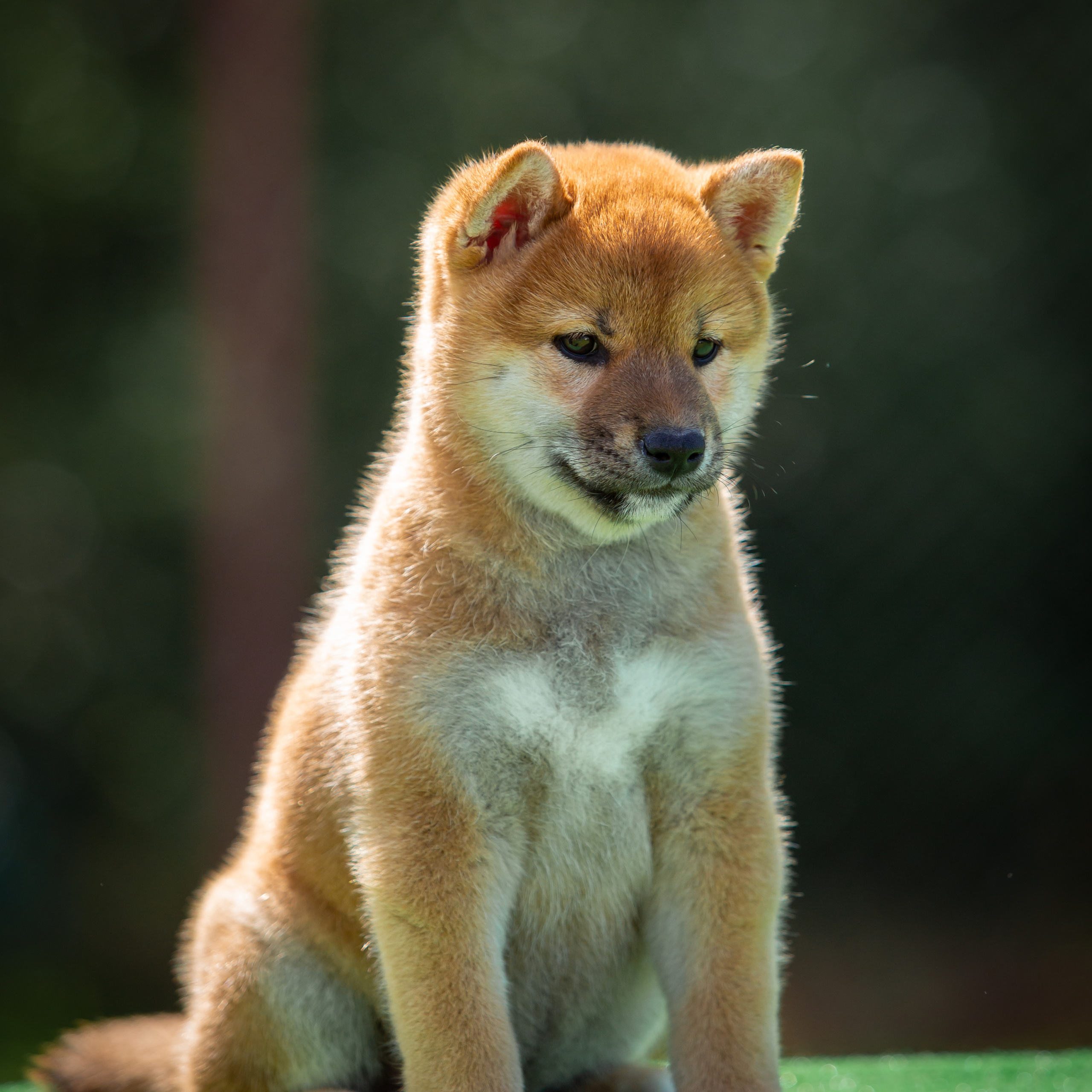 ПОМЕТ B-2022. SHIOMARU Питомник сиба и акита-ину