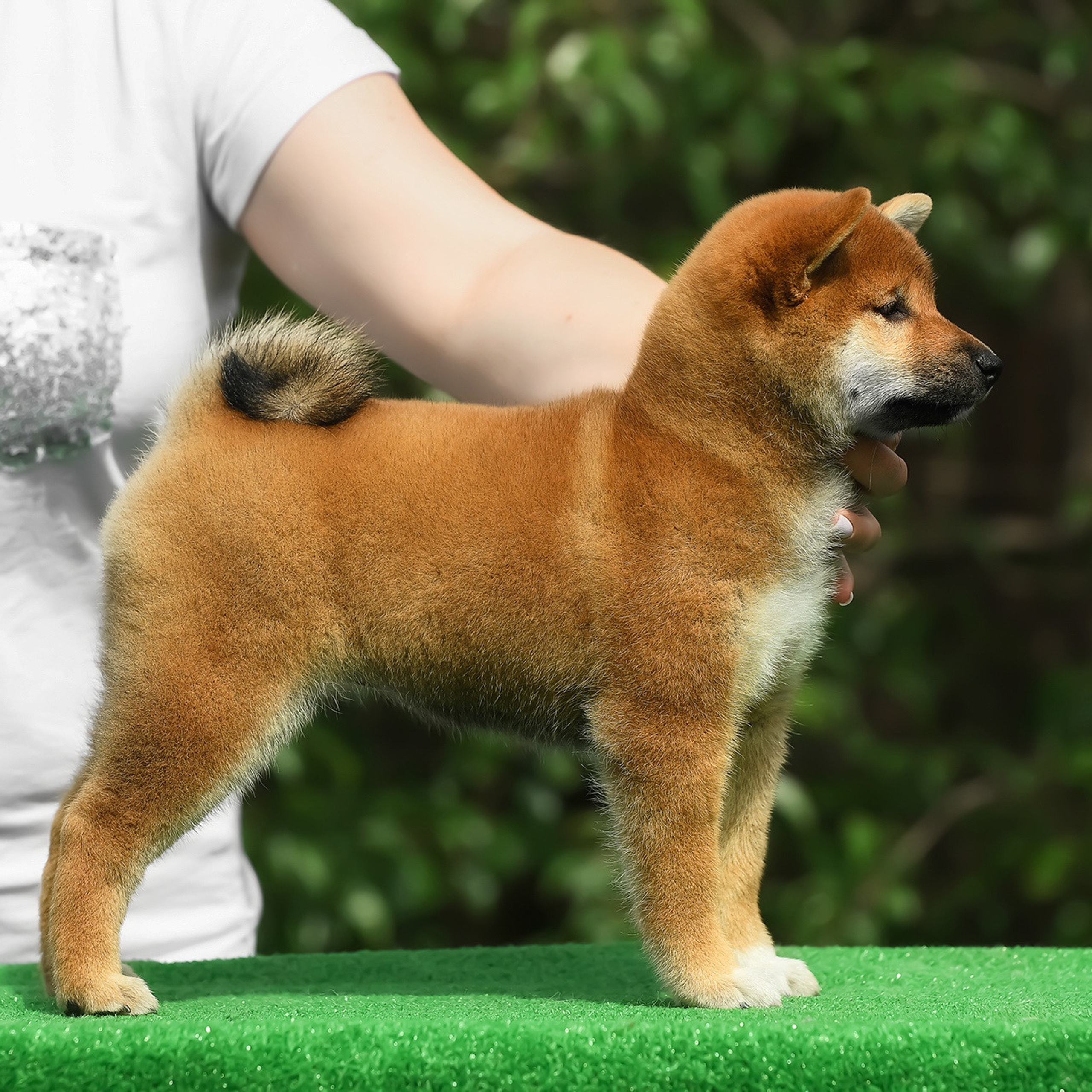 ПОМЕТ A-2022. SHIOMARU Shiba and Akita Inu Kennel