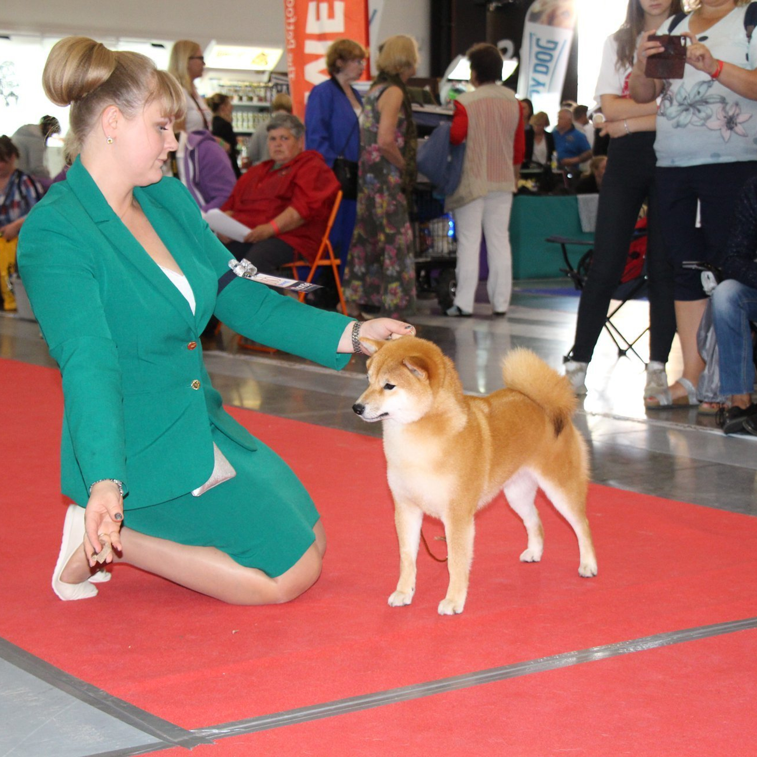 Выпускники питомника. SHIOMARU Питомник сиба и акита-ину