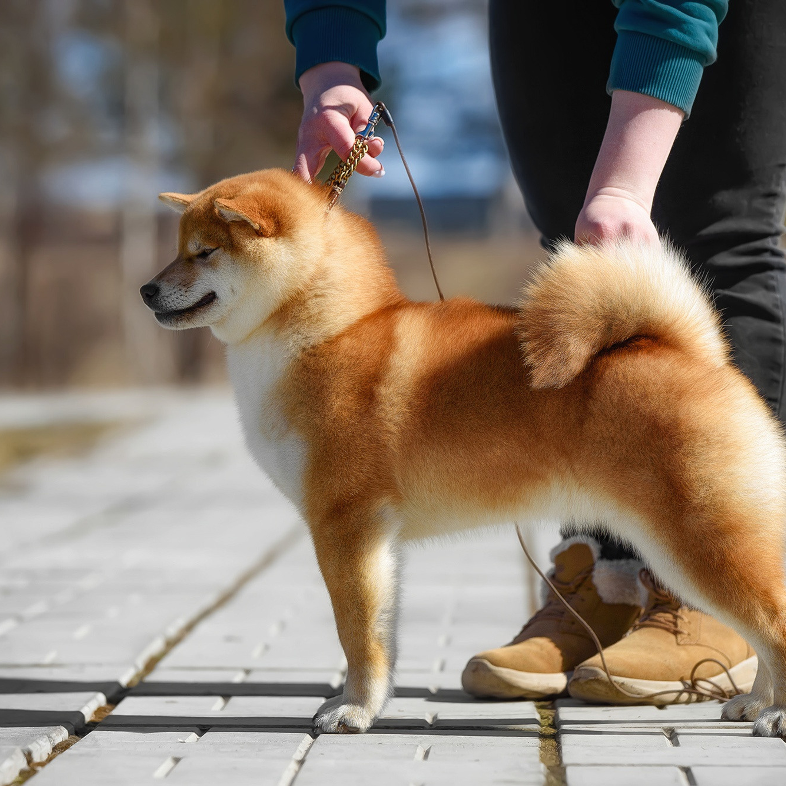 ПОМЕТ P-2022. SHIOMARU Shiba and Akita Inu Kennel