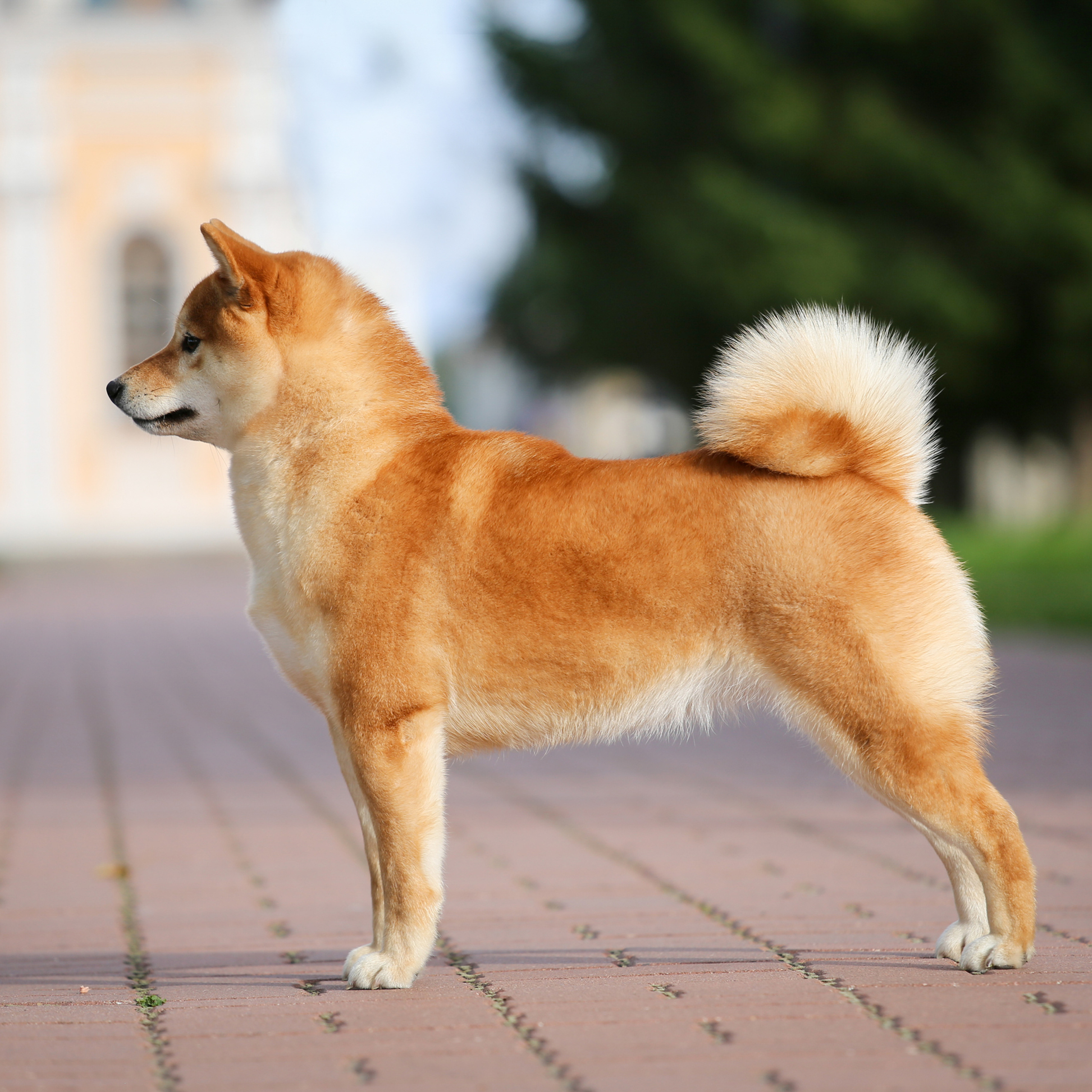 HANDZIMEMESITE RUN. SHIOMARU Питомник сиба и акита-ину