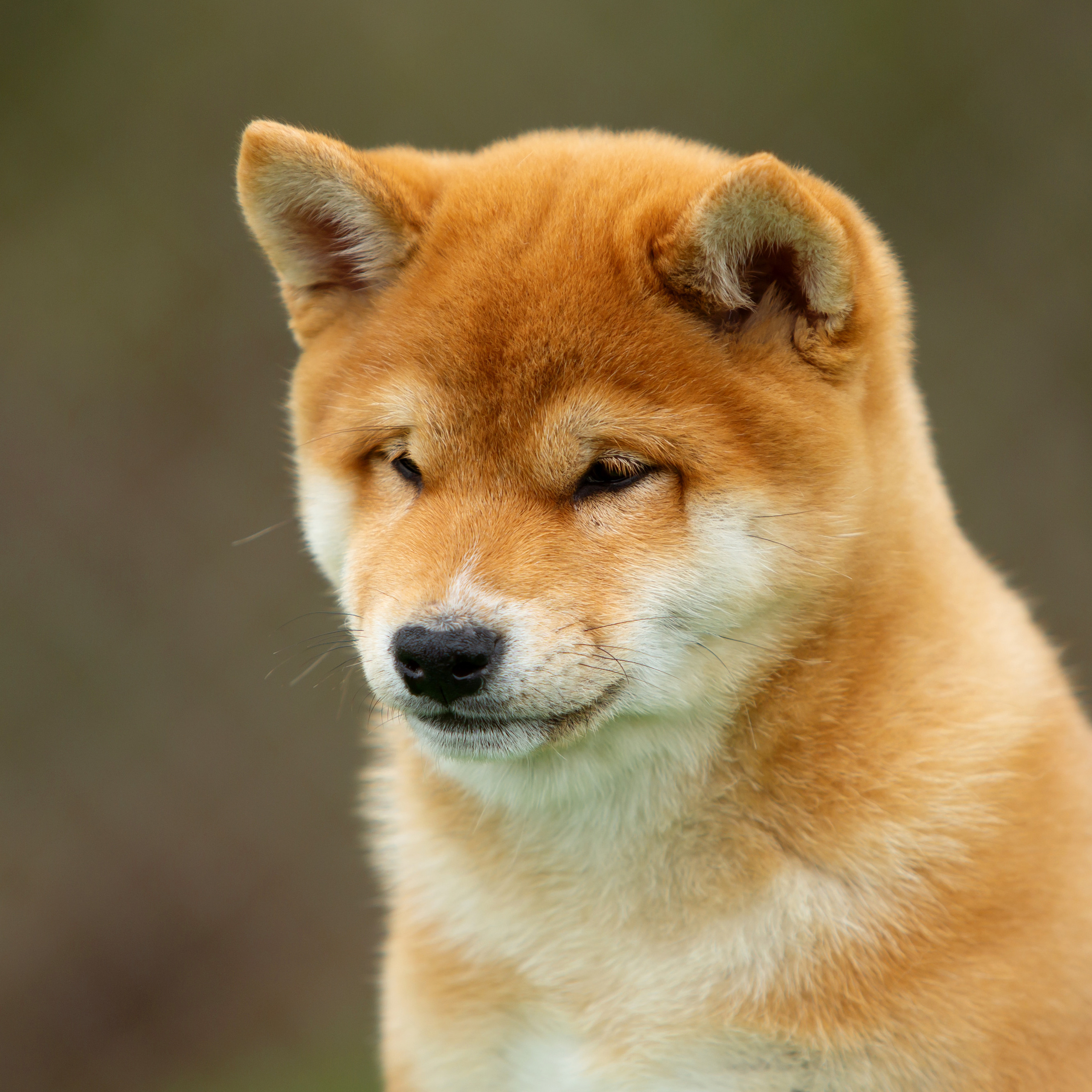 ПОМЕТ W-2022. SHIOMARU Питомник сиба и акита-ину