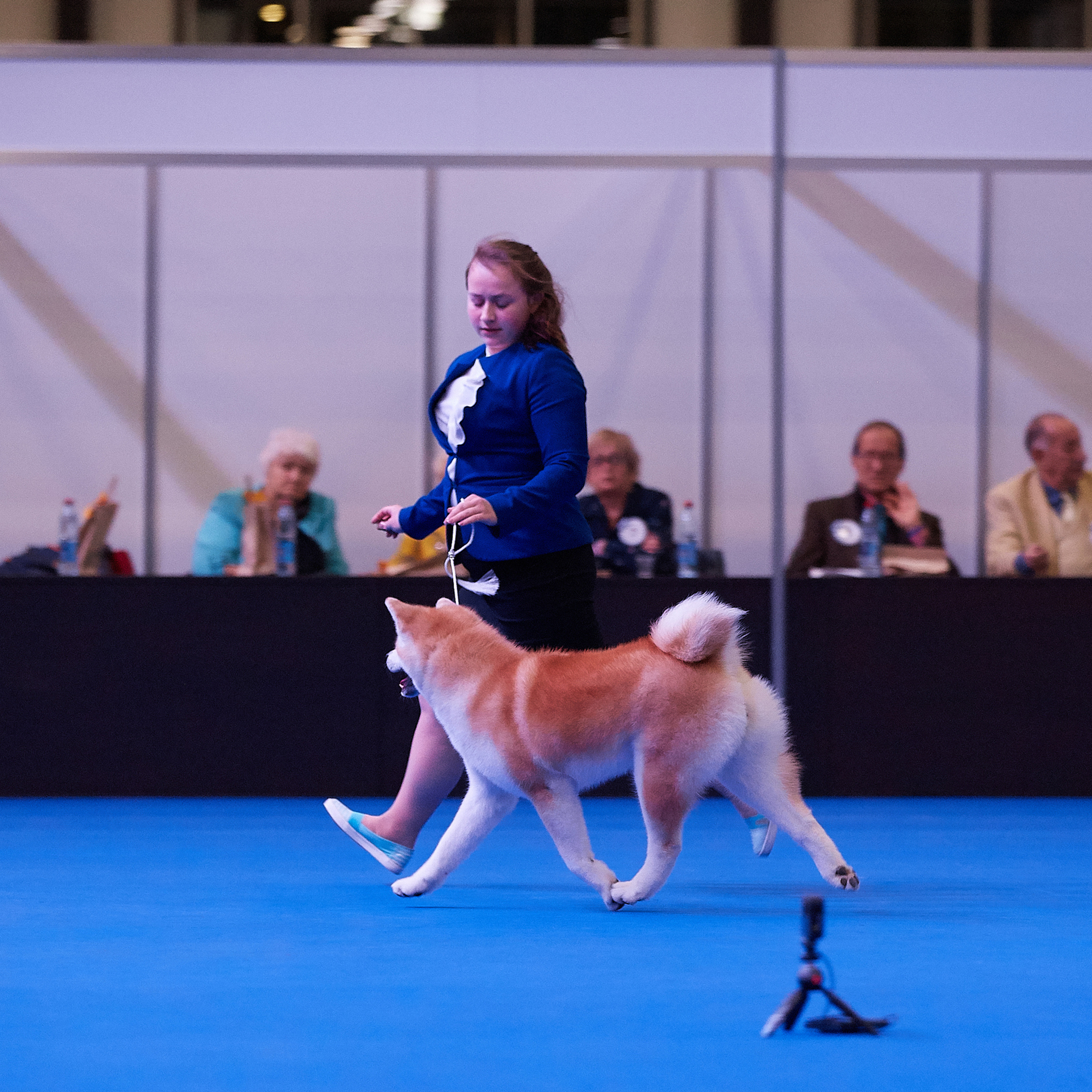 Выпускники питомника. SHIOMARU Питомник сиба и акита-ину