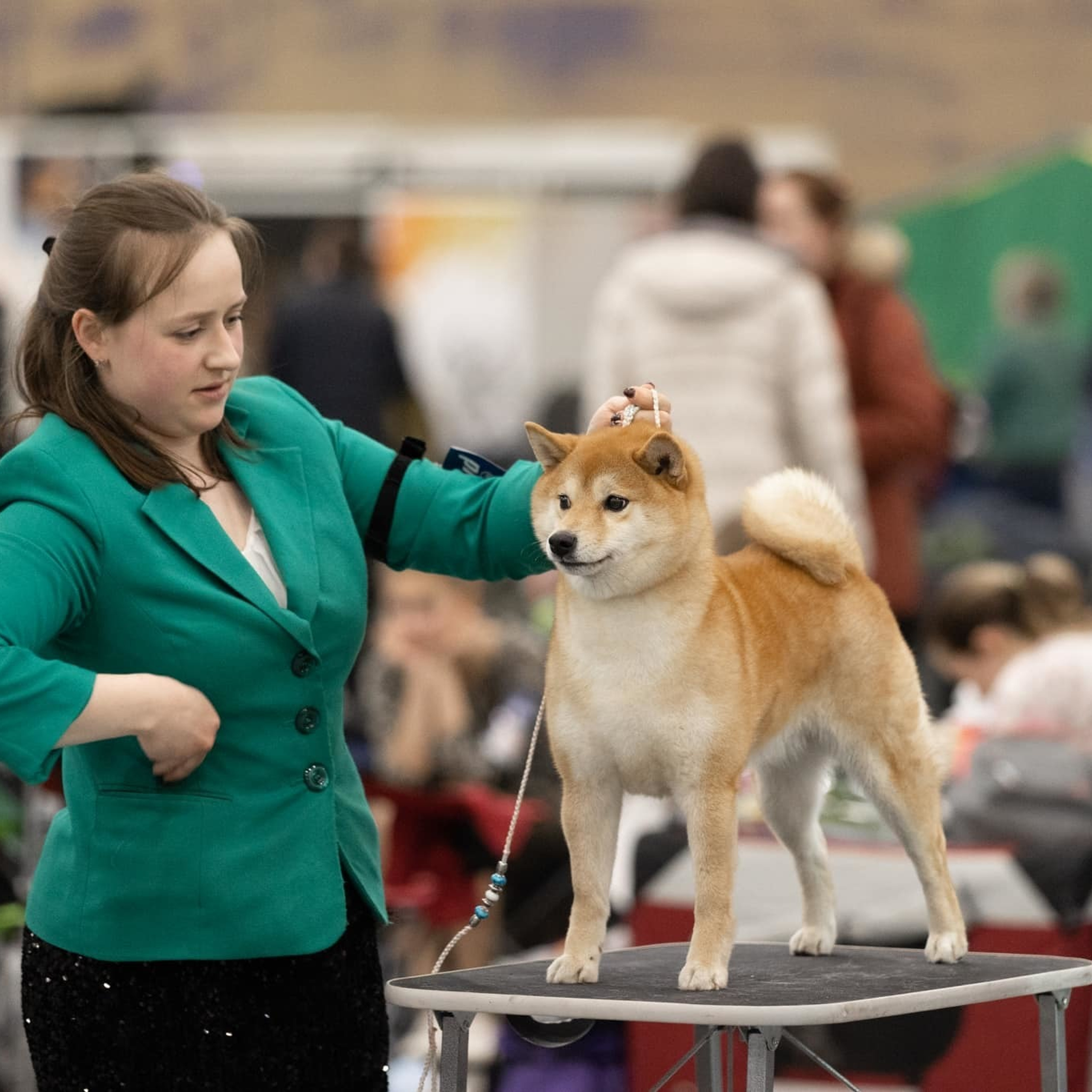 HANDZIMEMESITE RUN. SHIOMARU Питомник сиба и акита-ину