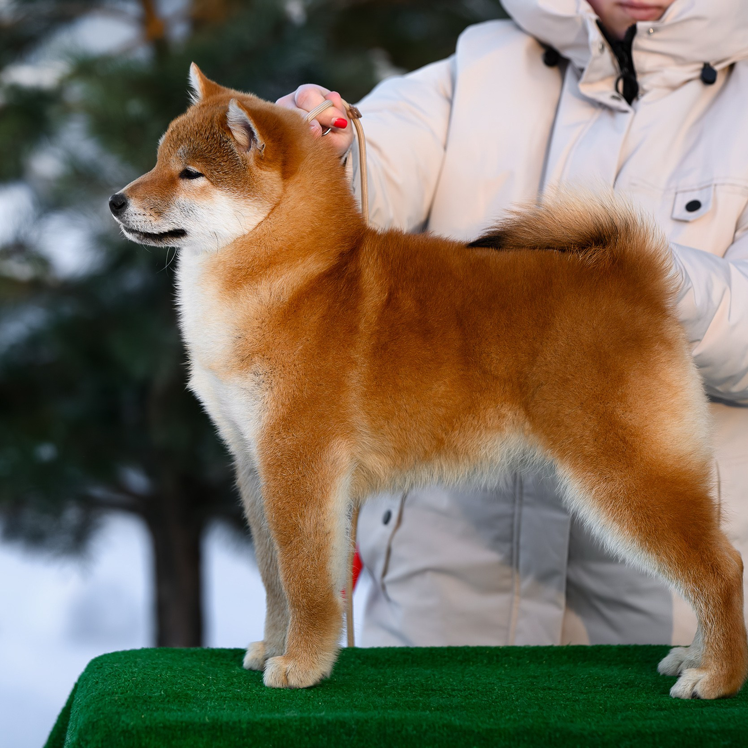 SHIBA. SHIOMARU Shiba and Akita Inu Kennel