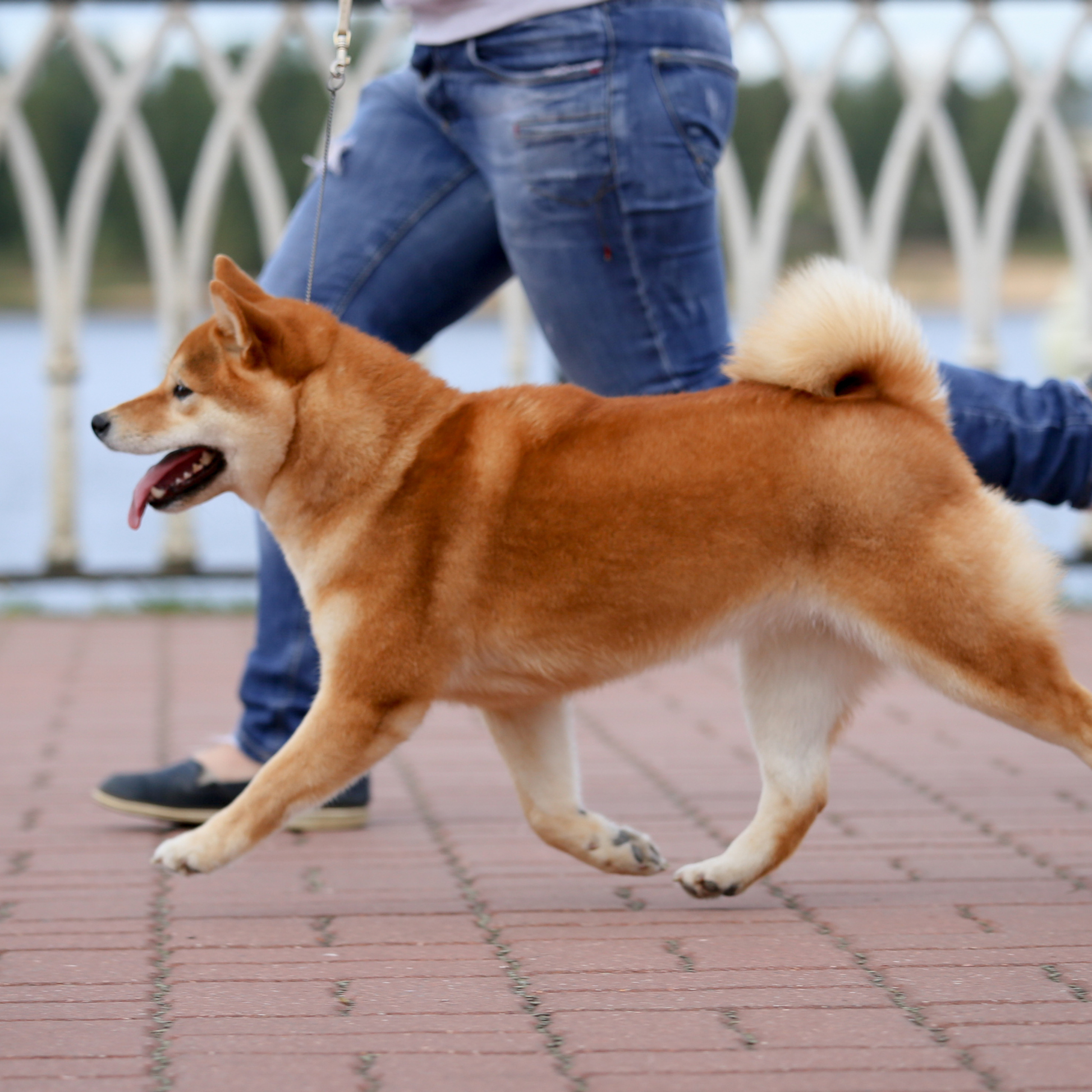 HANDZIMEMESITE RUN. SHIOMARU Питомник сиба и акита-ину