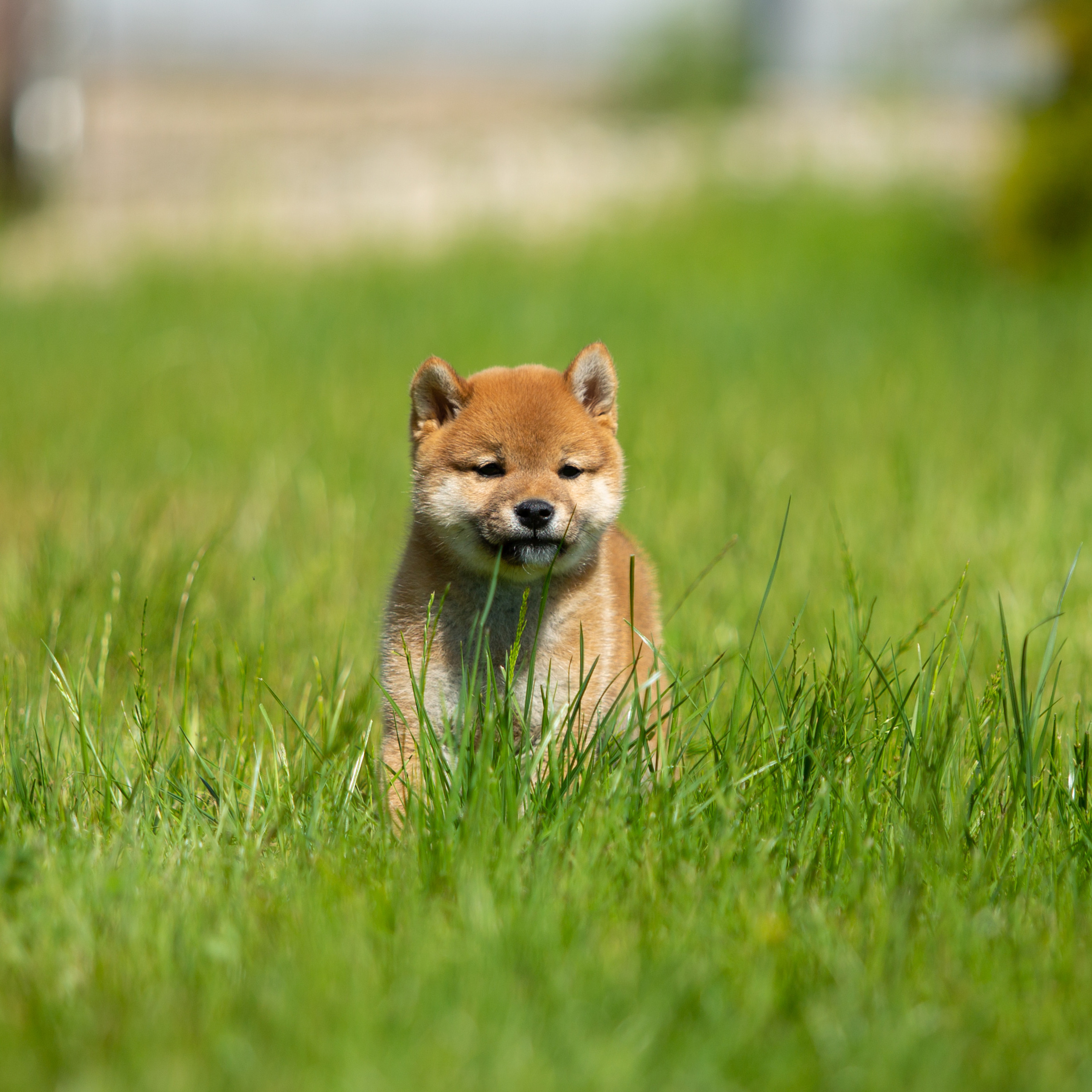 ПОМЕТ B-2022. SHIOMARU Питомник сиба и акита-ину