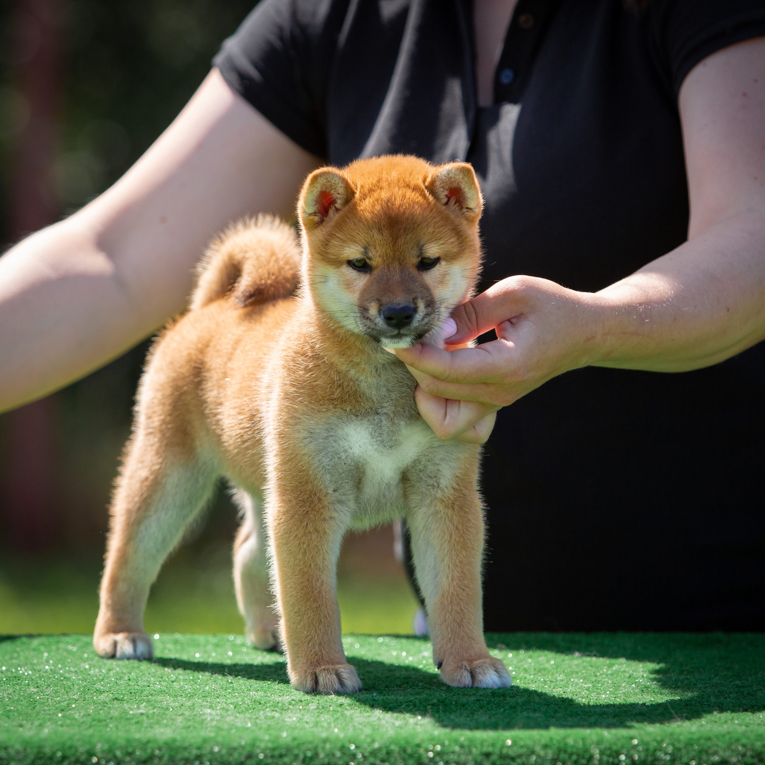 ПОМЕТ B-2022. SHIOMARU Питомник сиба и акита-ину