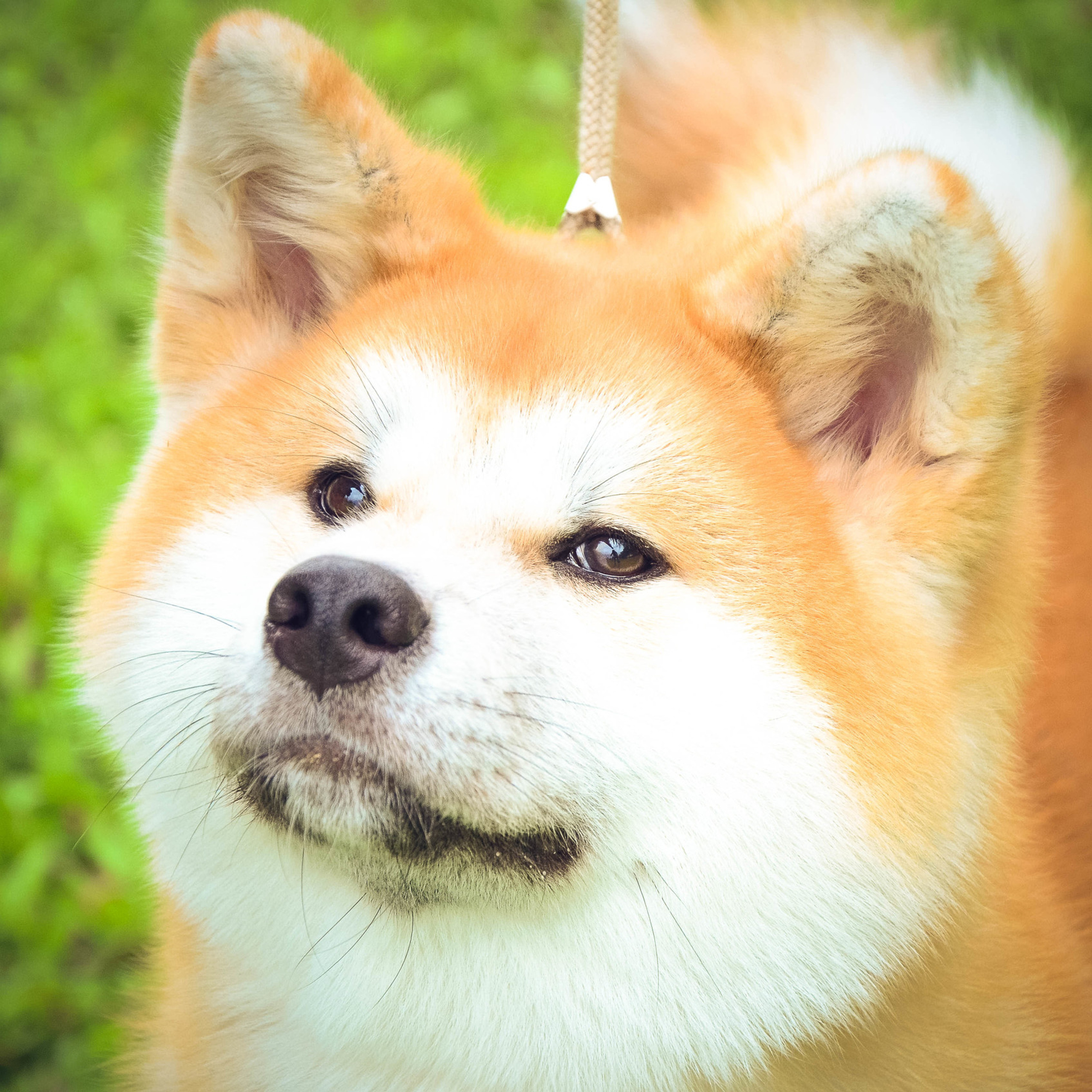 Выпускники питомника. SHIOMARU Питомник сиба и акита-ину