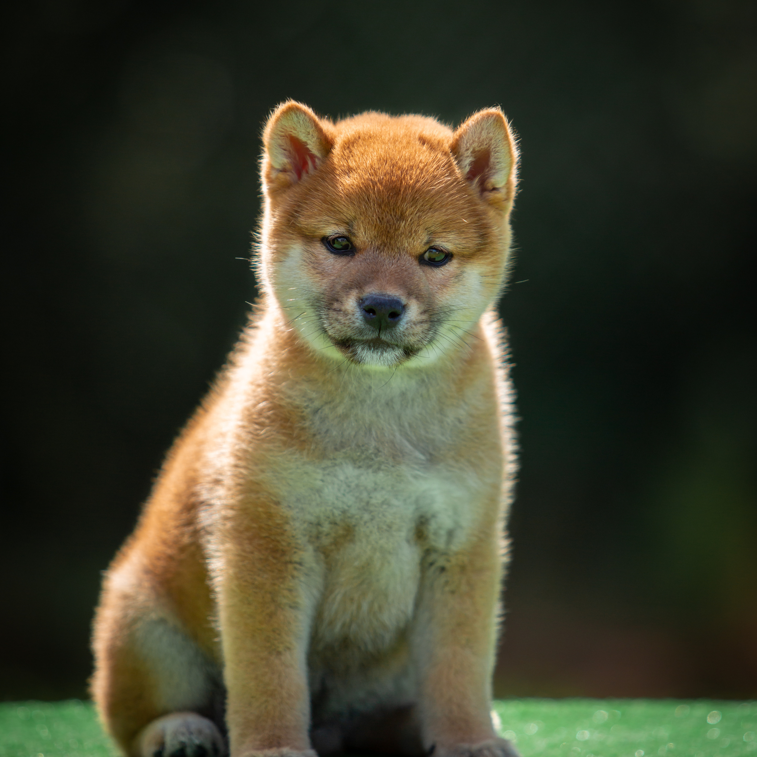 ПОМЕТ B-2022. SHIOMARU Питомник сиба и акита-ину