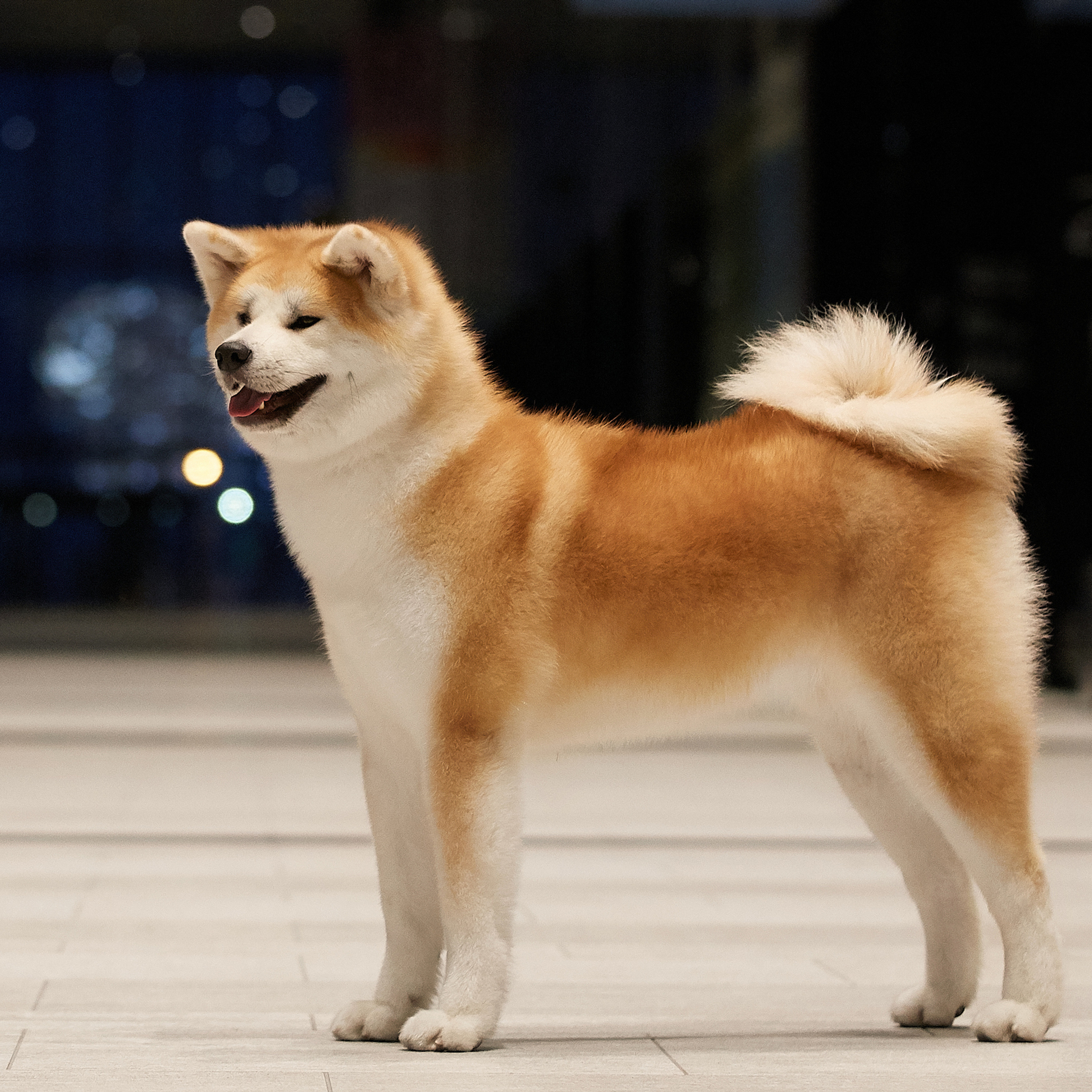 Выпускники питомника. SHIOMARU Питомник сиба и акита-ину