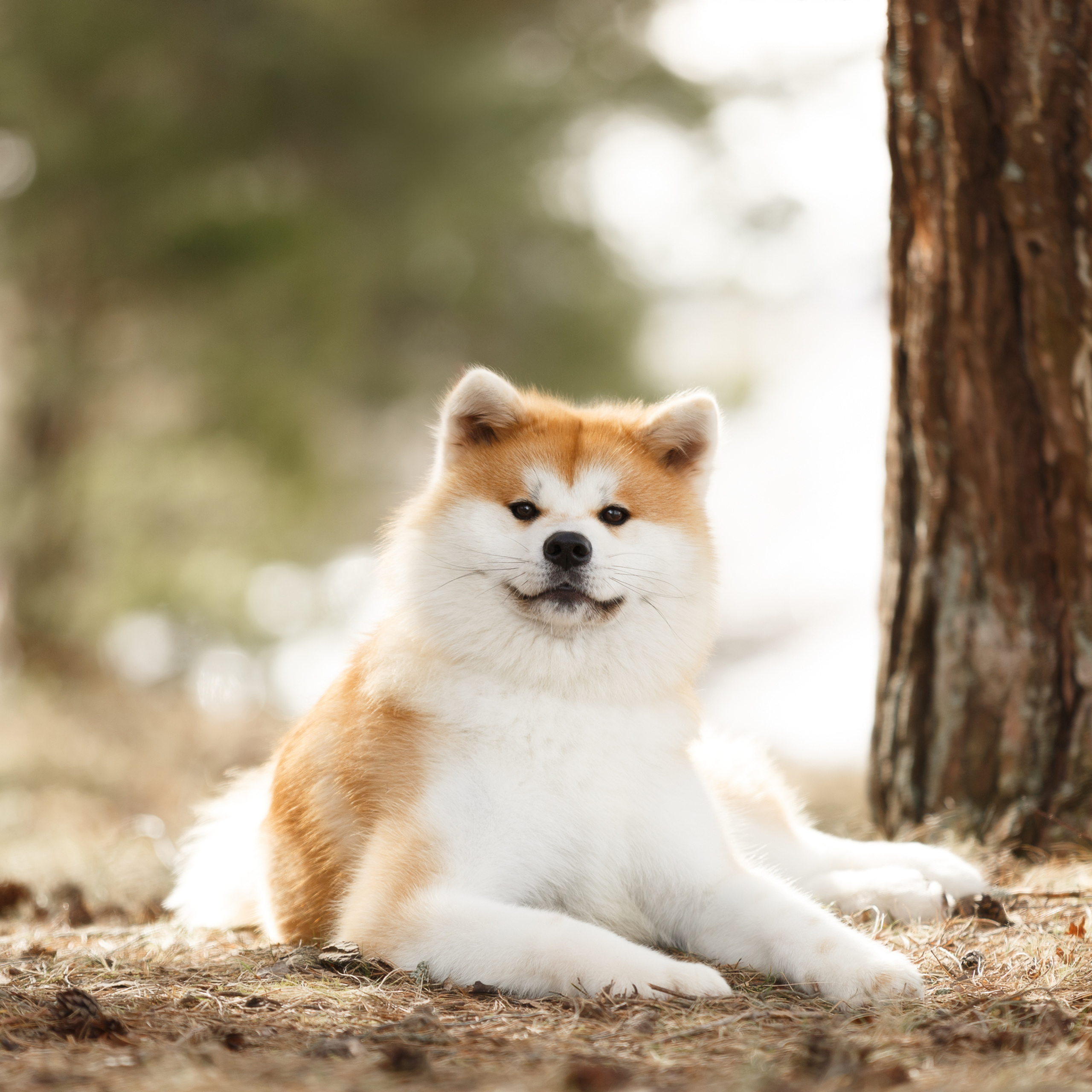 SAEMI GO TOKIMITSU. SHIOMARU Питомник сиба и акита-ину