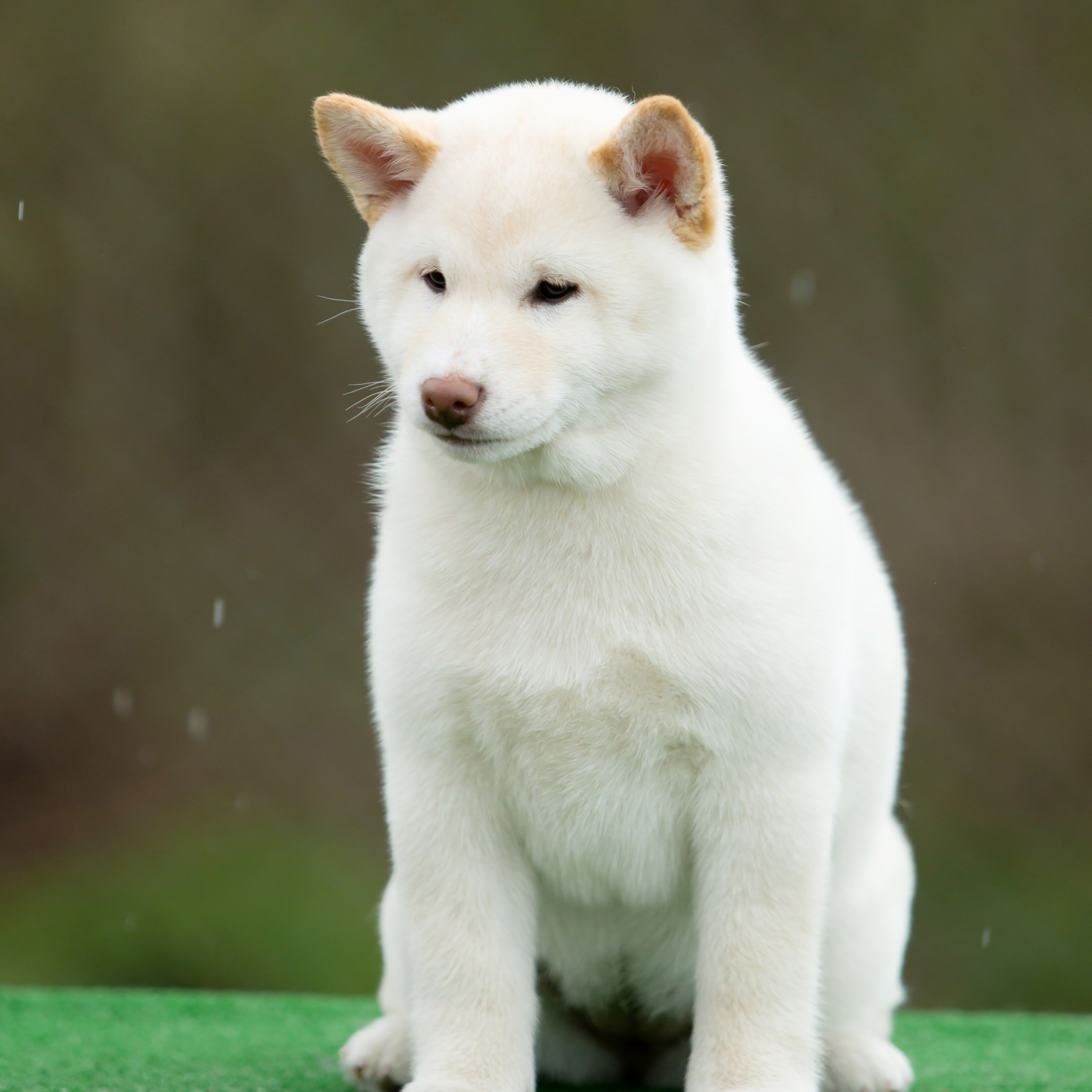 ПОМЕТ W-2022. SHIOMARU Питомник сиба и акита-ину