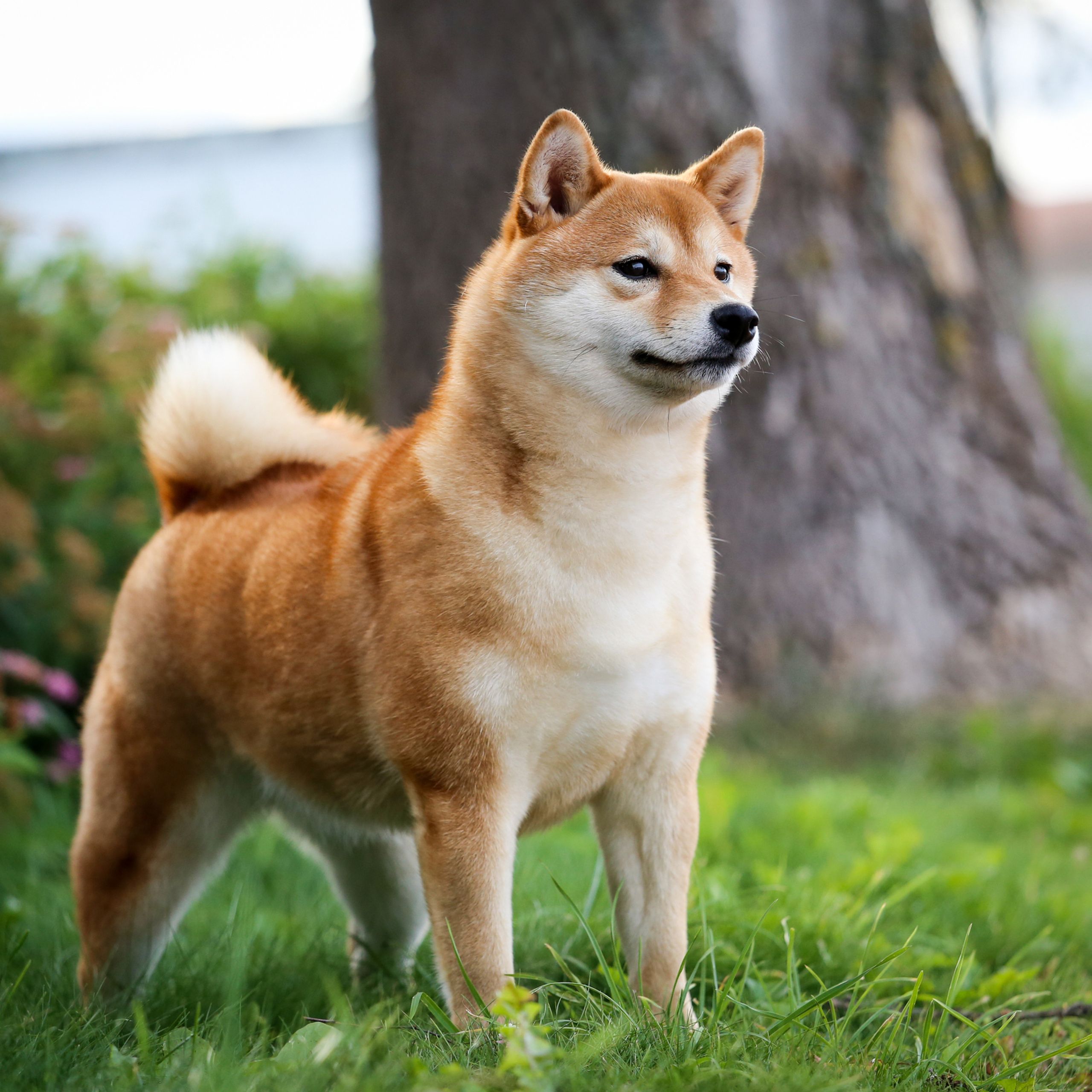 HANDZIMEMESITE RUN. SHIOMARU Питомник сиба и акита-ину