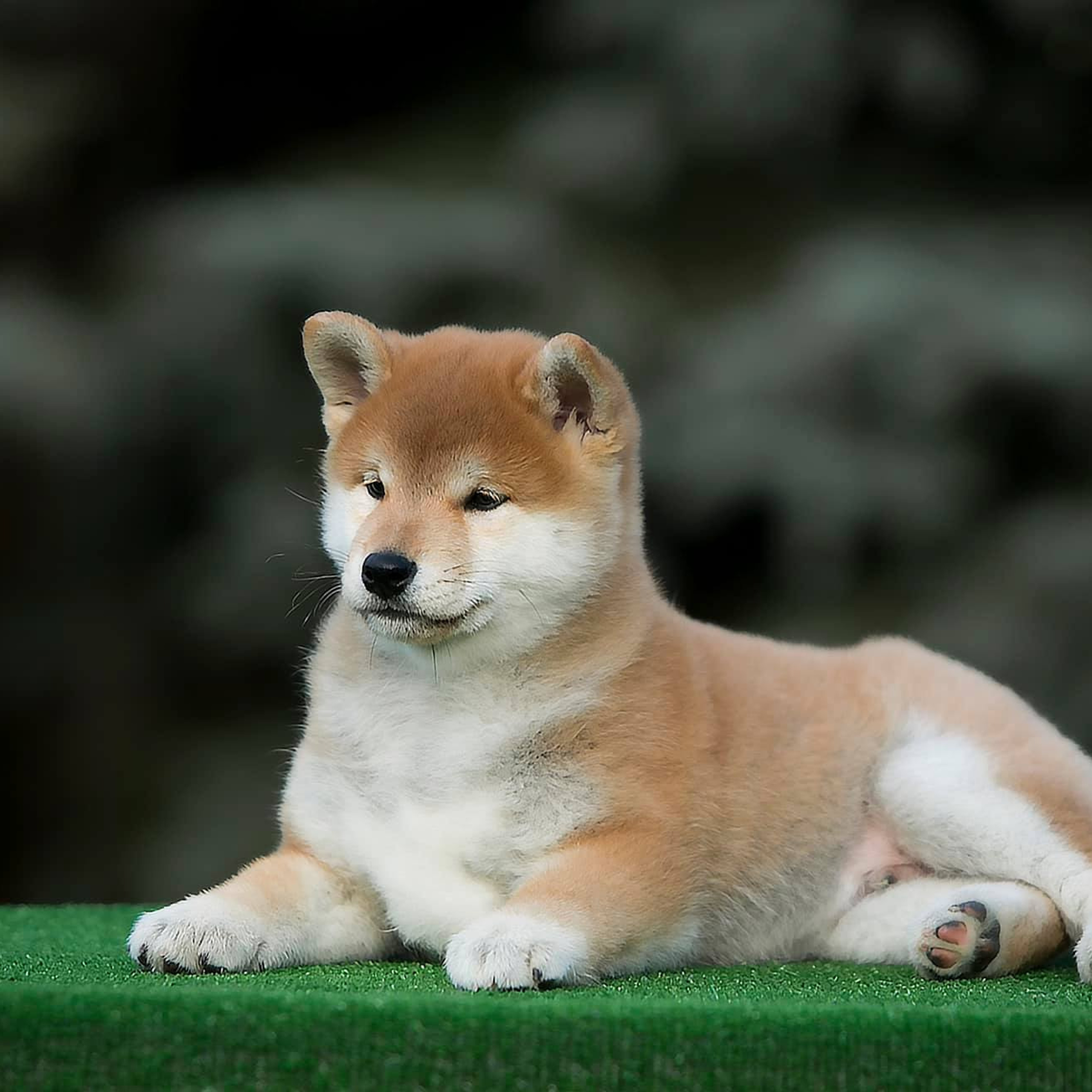 LITTER A. SHIOMARU Shiba and Akita Inu Kennel