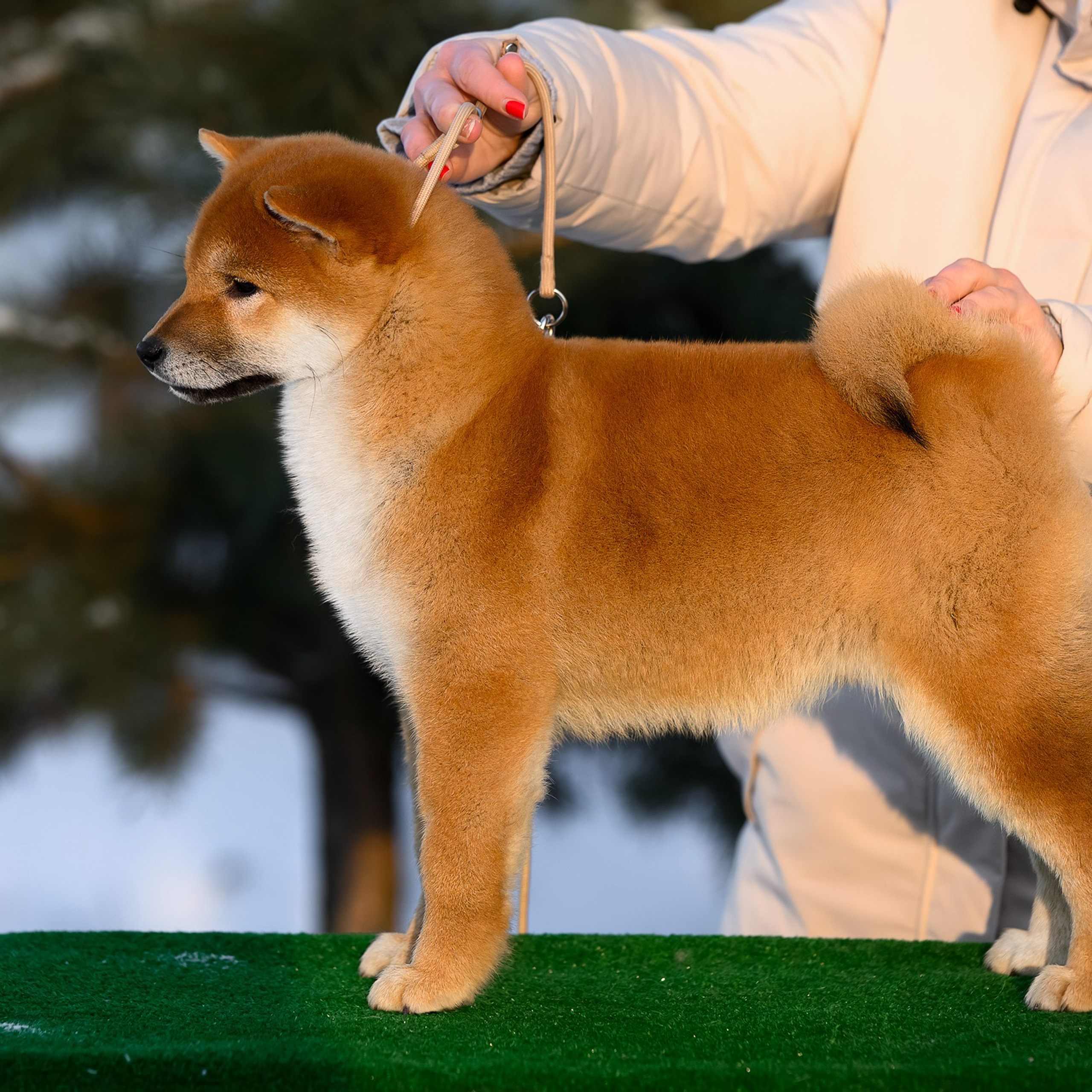 SHIBA. SHIOMARU Shiba and Akita Inu Kennel